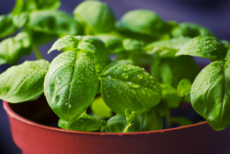 Plantes aromatiques