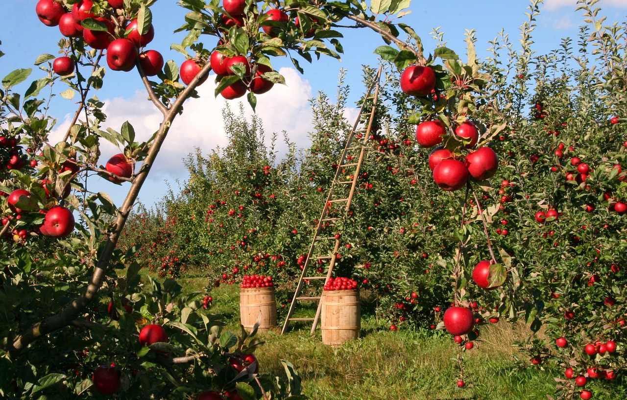 Pomme
