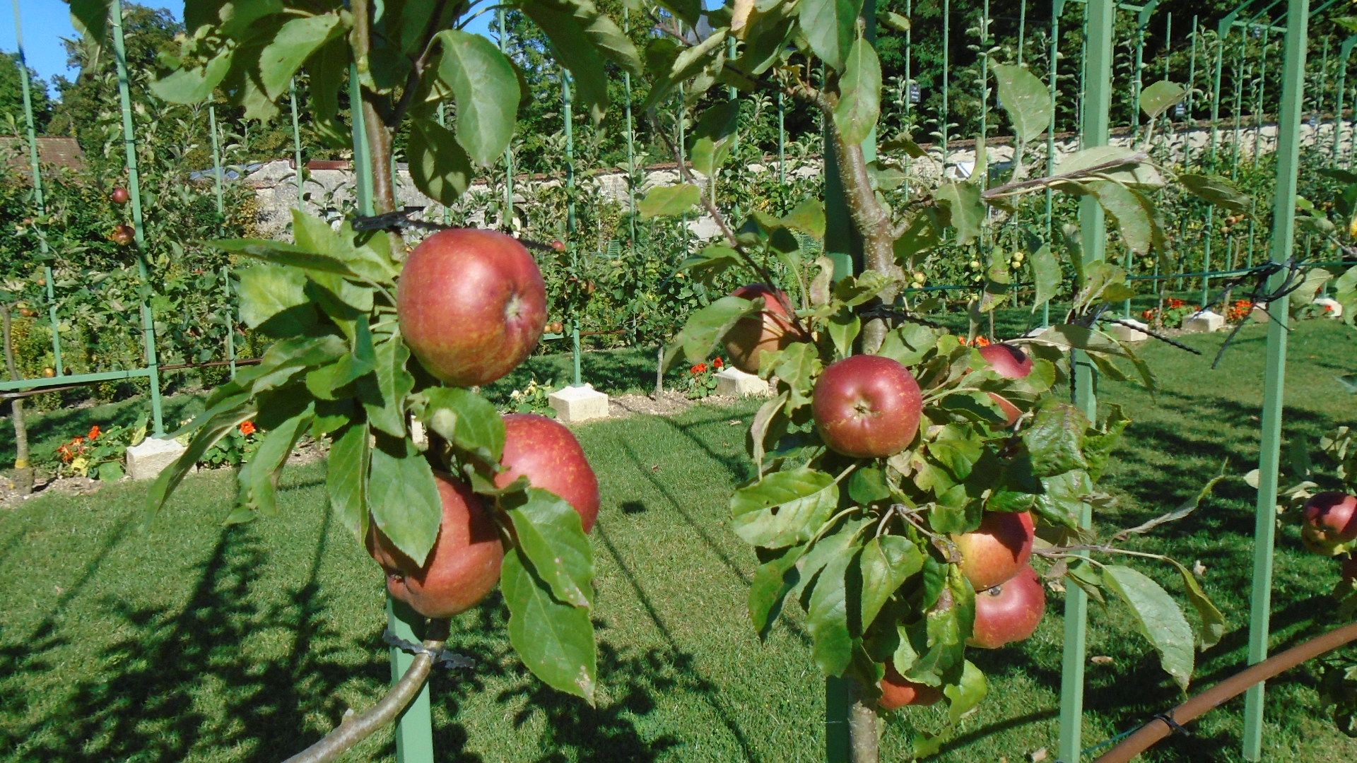 Pommier
