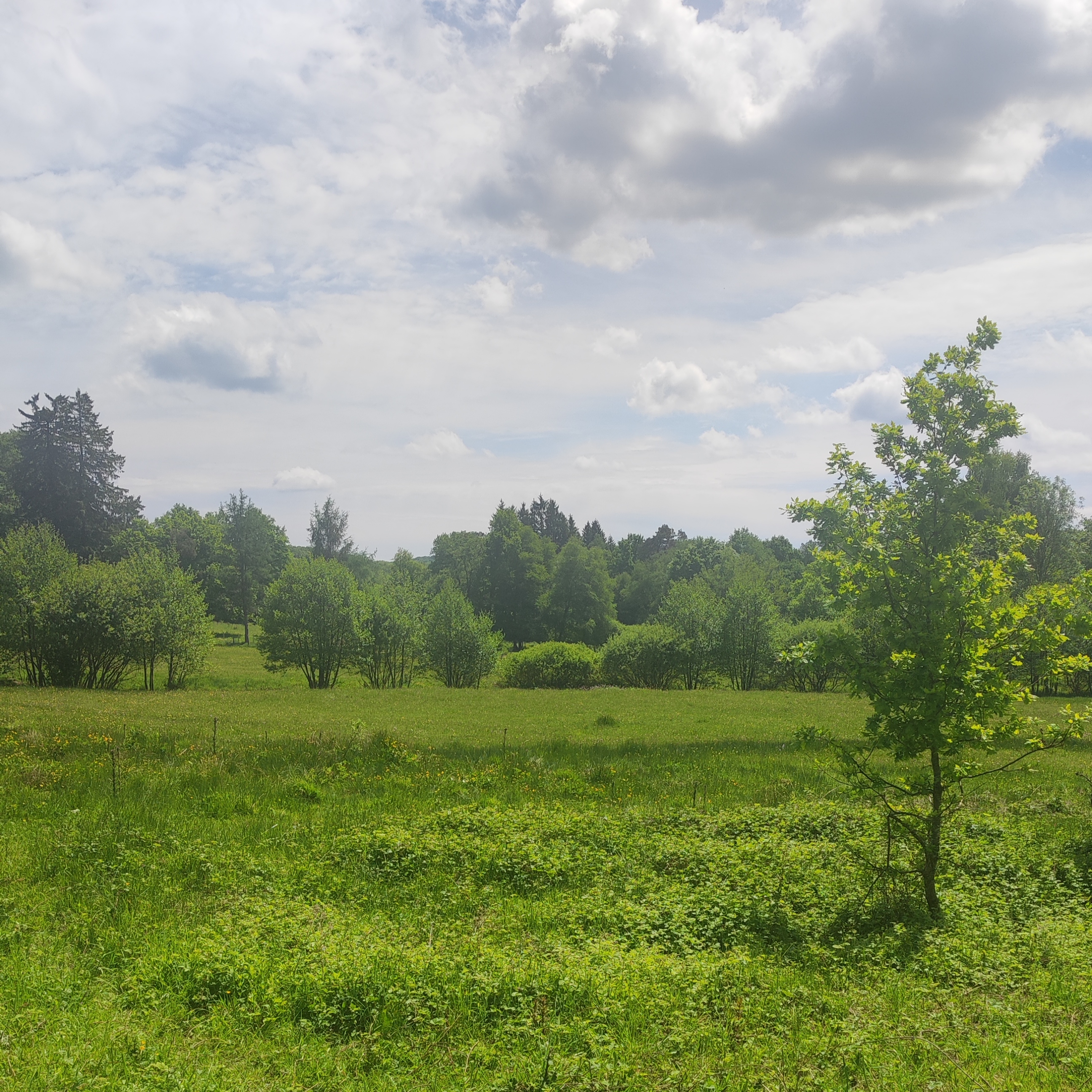 Balade botanique « Flore des prairies et son intérêt pour l’élevage »