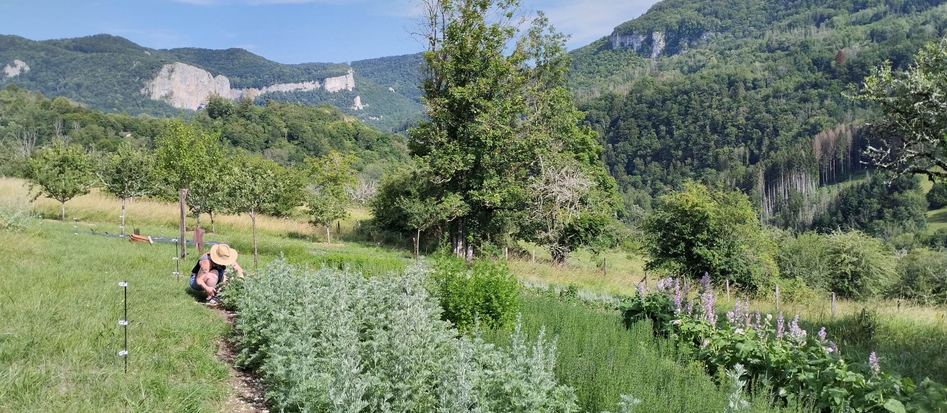 Production de plantes © Le Loutron libre