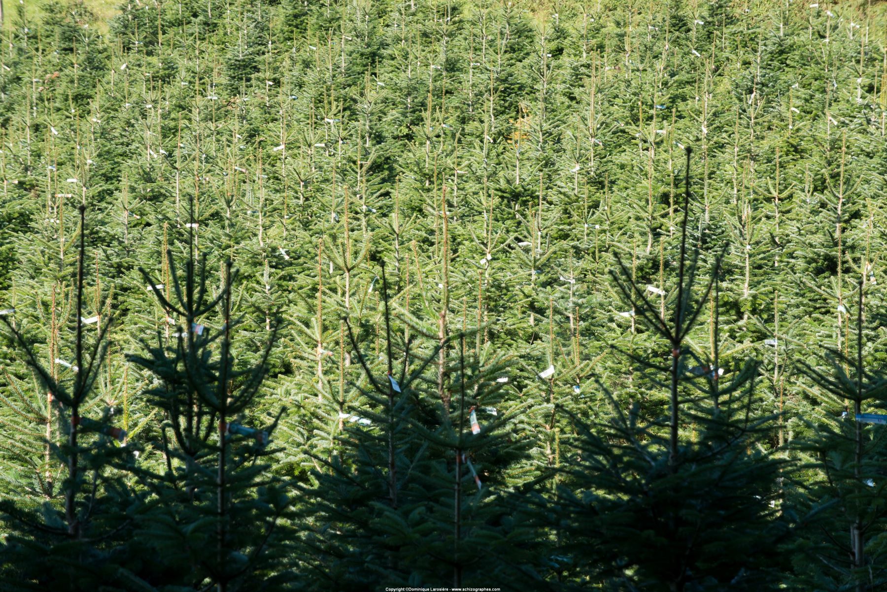 Association française du sapin de Noël naturel