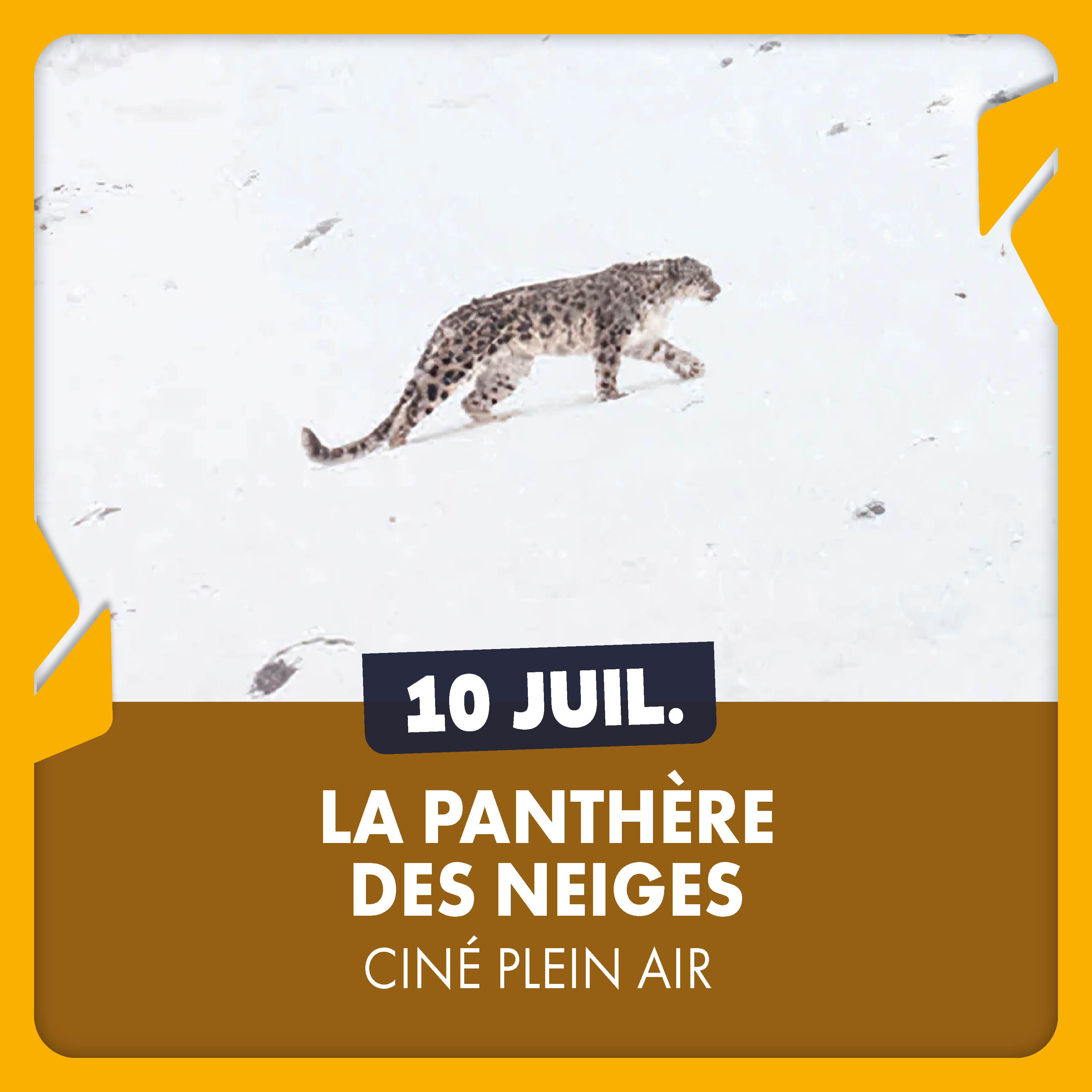 La panthère des neiges 