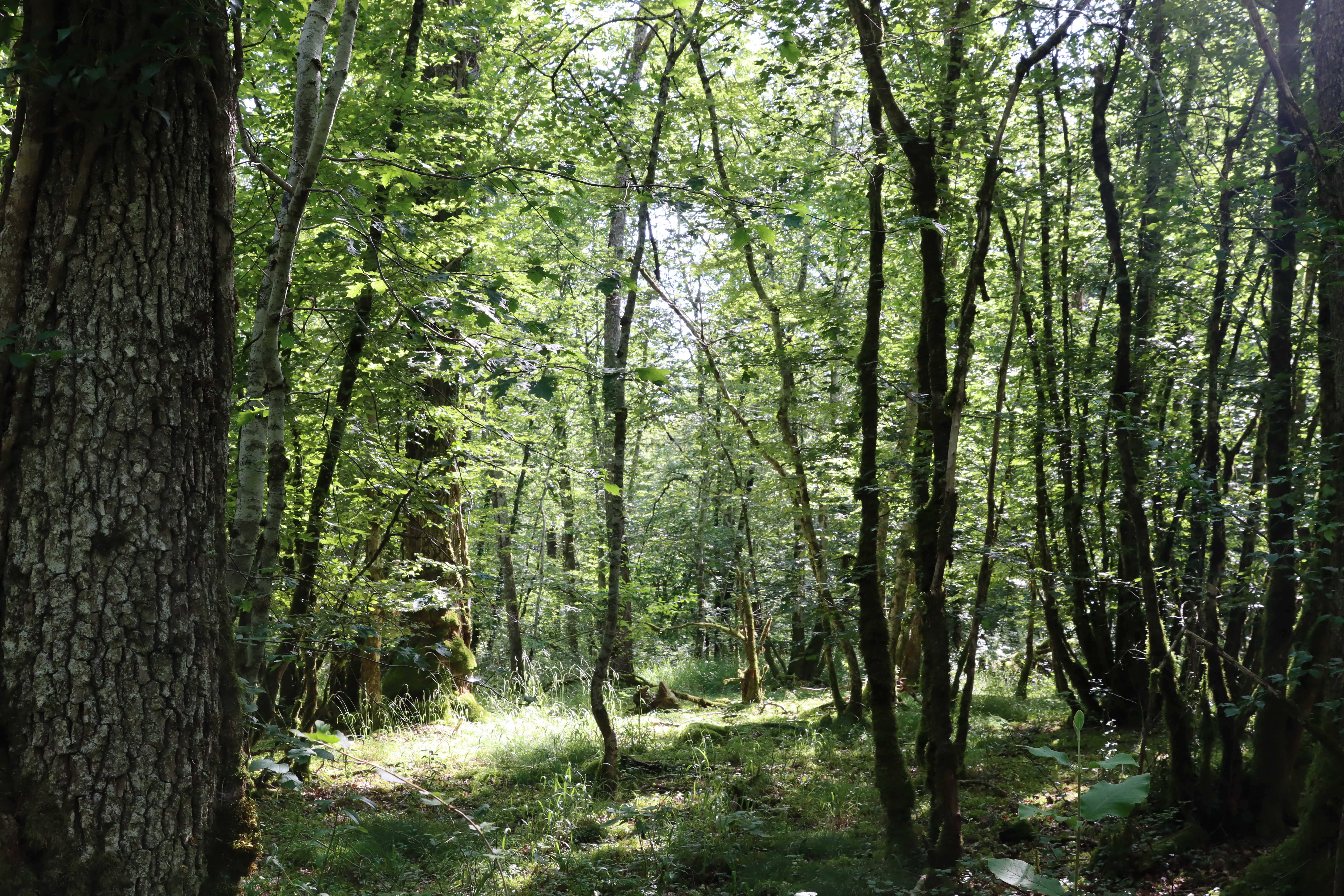 Quand la forêt s'éveille 
