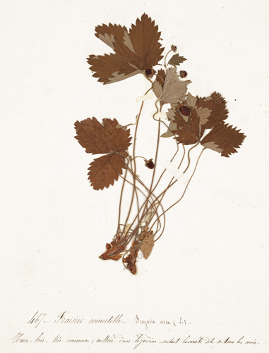 RDV HERBIER 1 - Crédits : David Vuillermoz/Musée de Lons-le-Saunier
