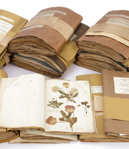 RDV HERBIER 3 - Crédits : VUILLERMOZ David/Musée de Lons-le-Saunier