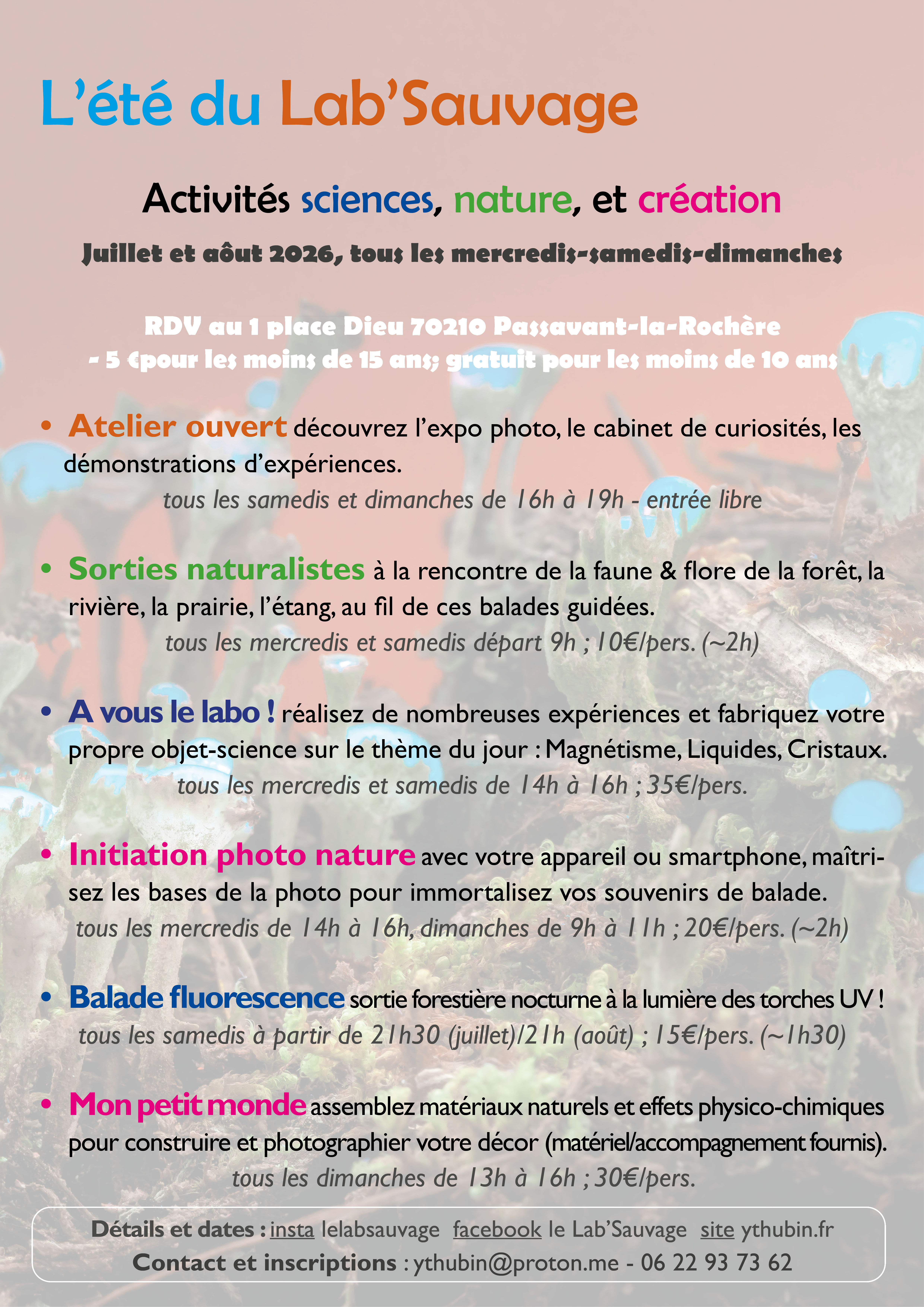 L'été du Lab'Sauvage