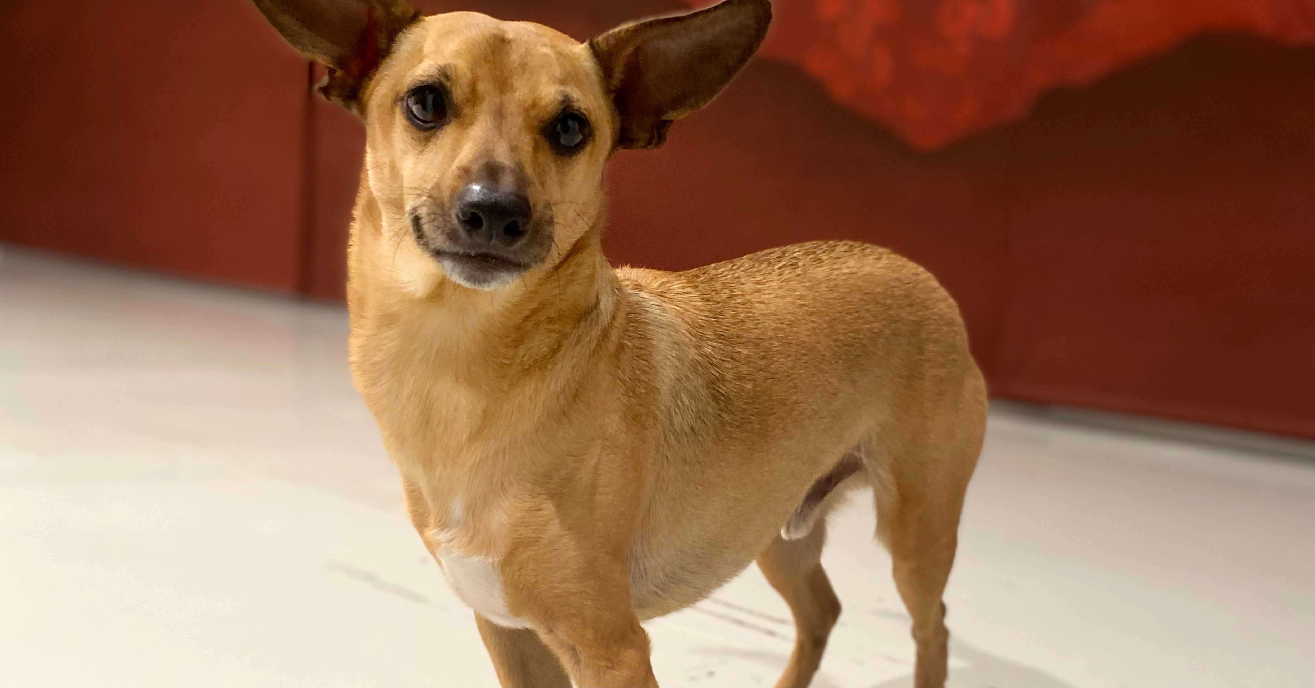 Regards croisés Humain-Animal, une exploration de l’exposition avec Nina Laisné / à l’occasion de la journée mondiale du chien à Besançon — du 26 août au 12 décembre 2026