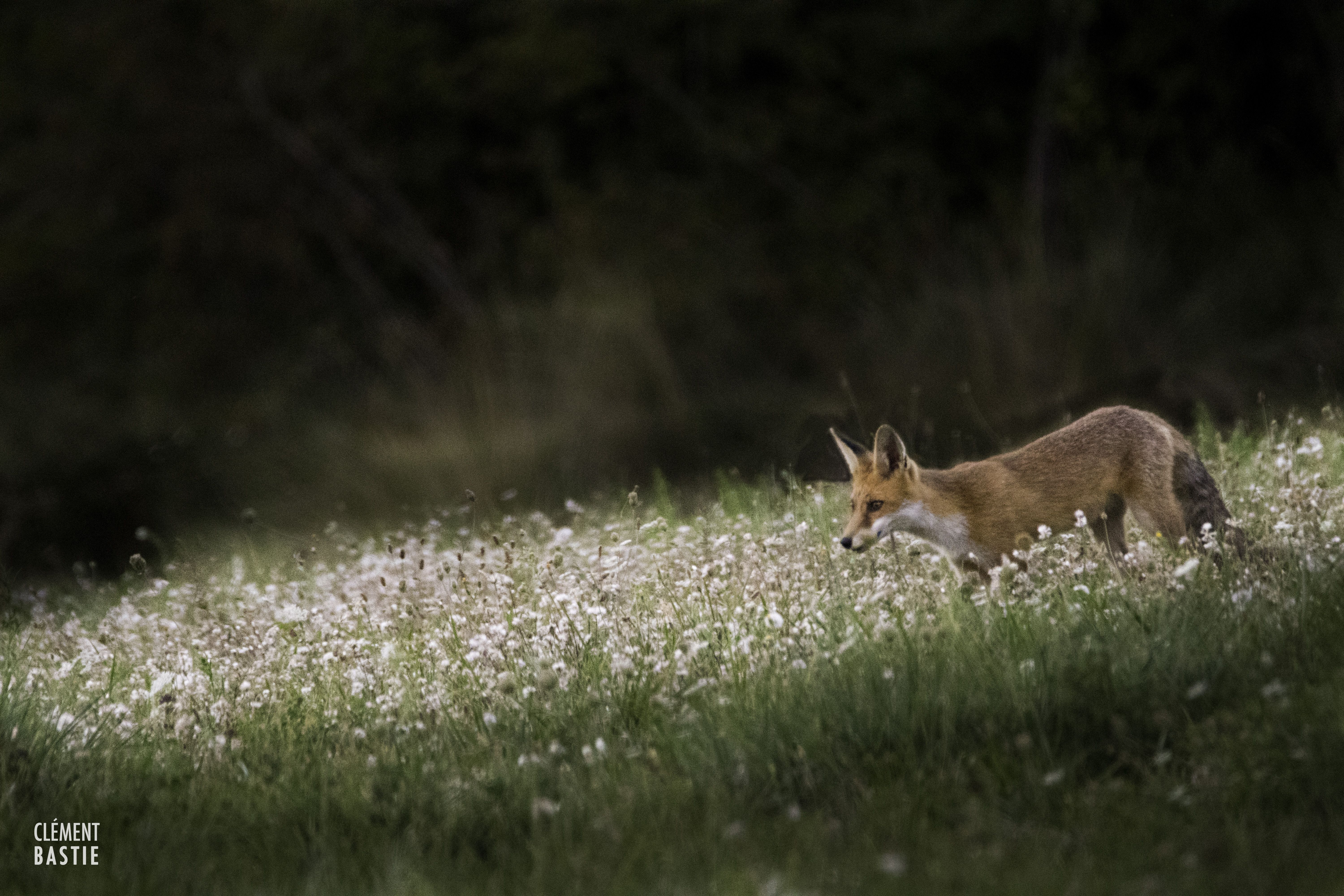 Renard roux