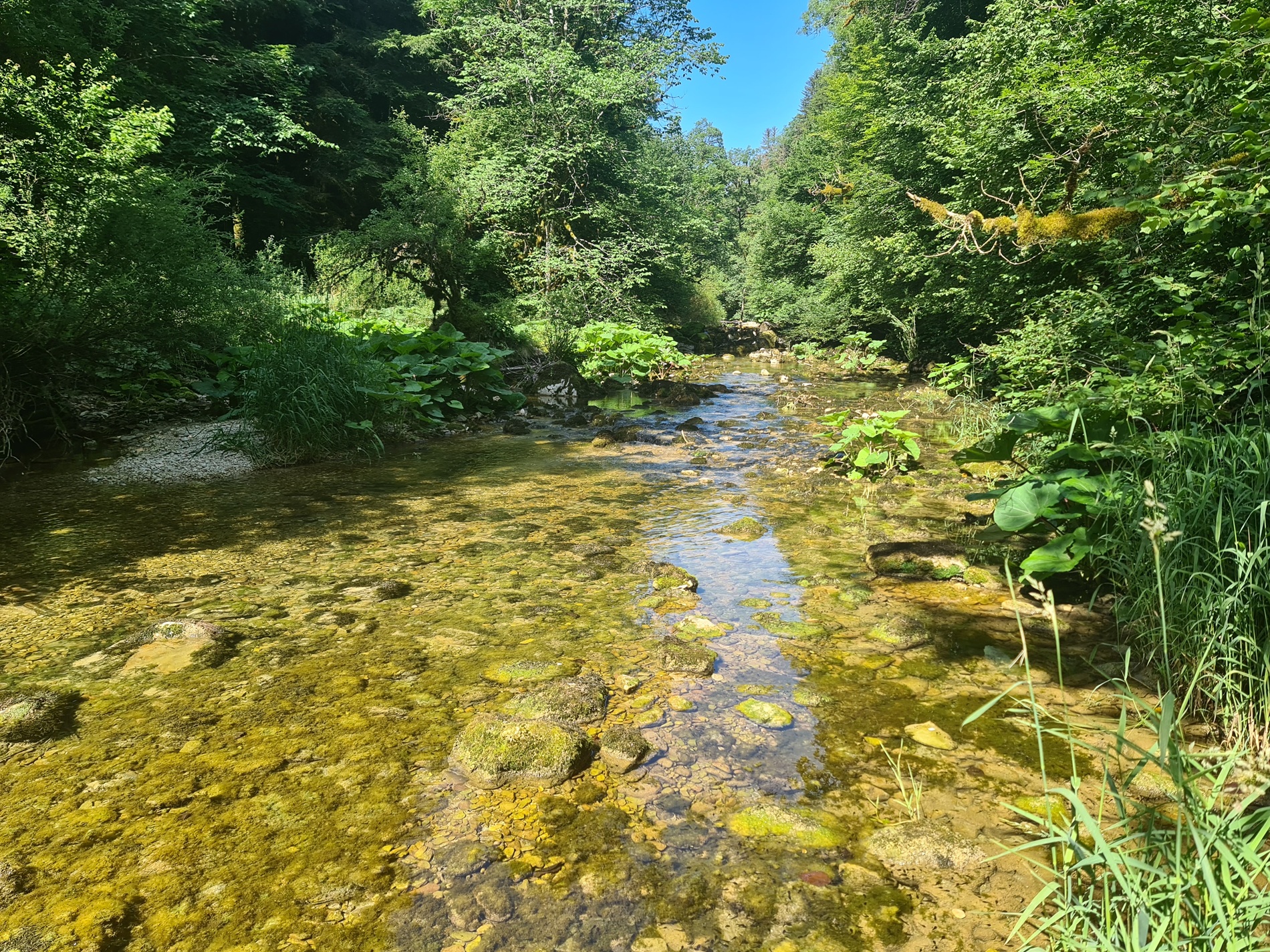 Rivières sauvages : découvrir et protéger la biodiversité qui leur est liée