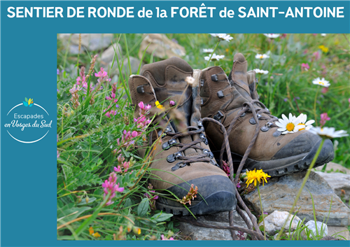 RANDONNÉE - LA RONDE DE LA FORET DOMANIALE DE