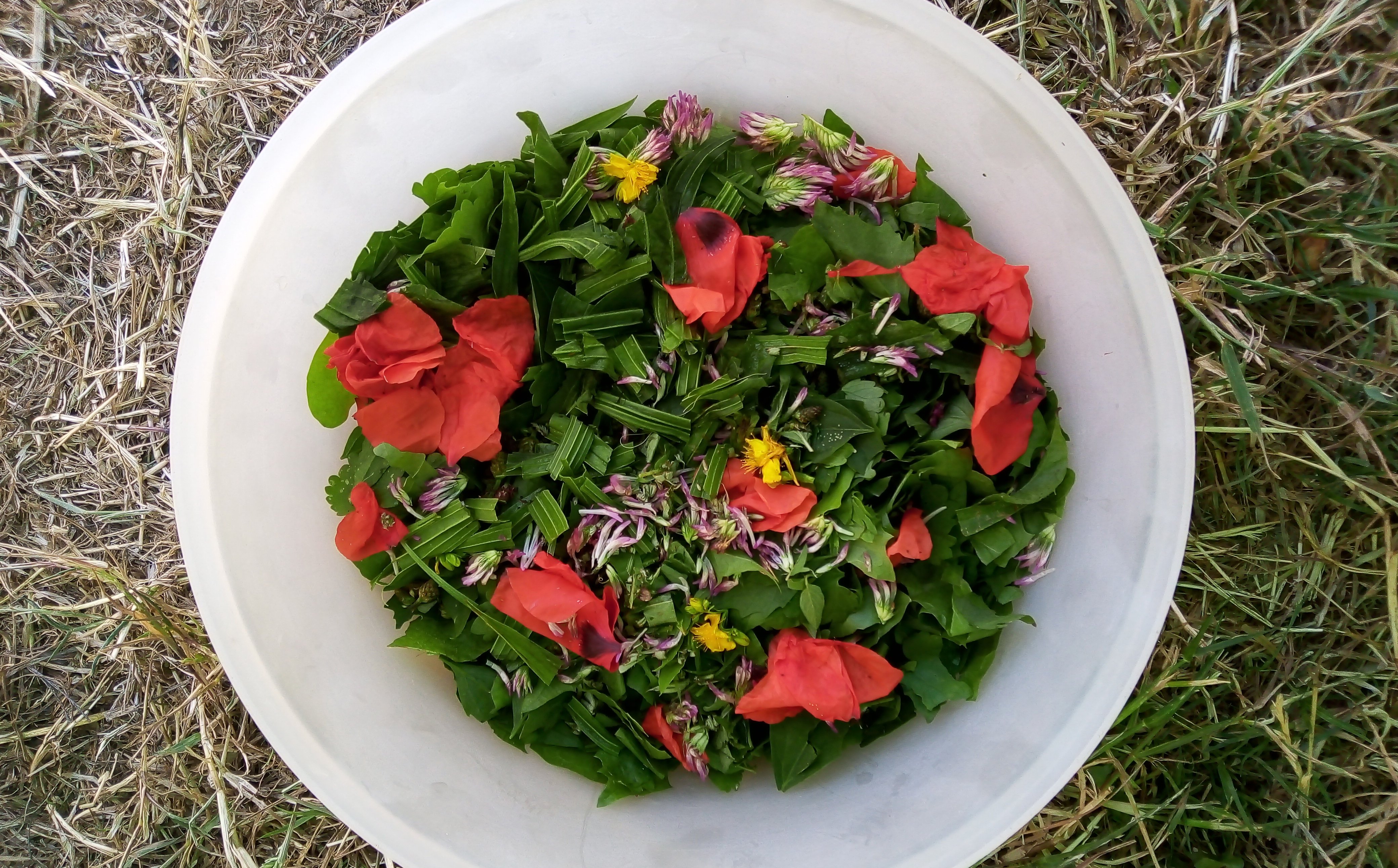 SALADE SAUVAGEpt