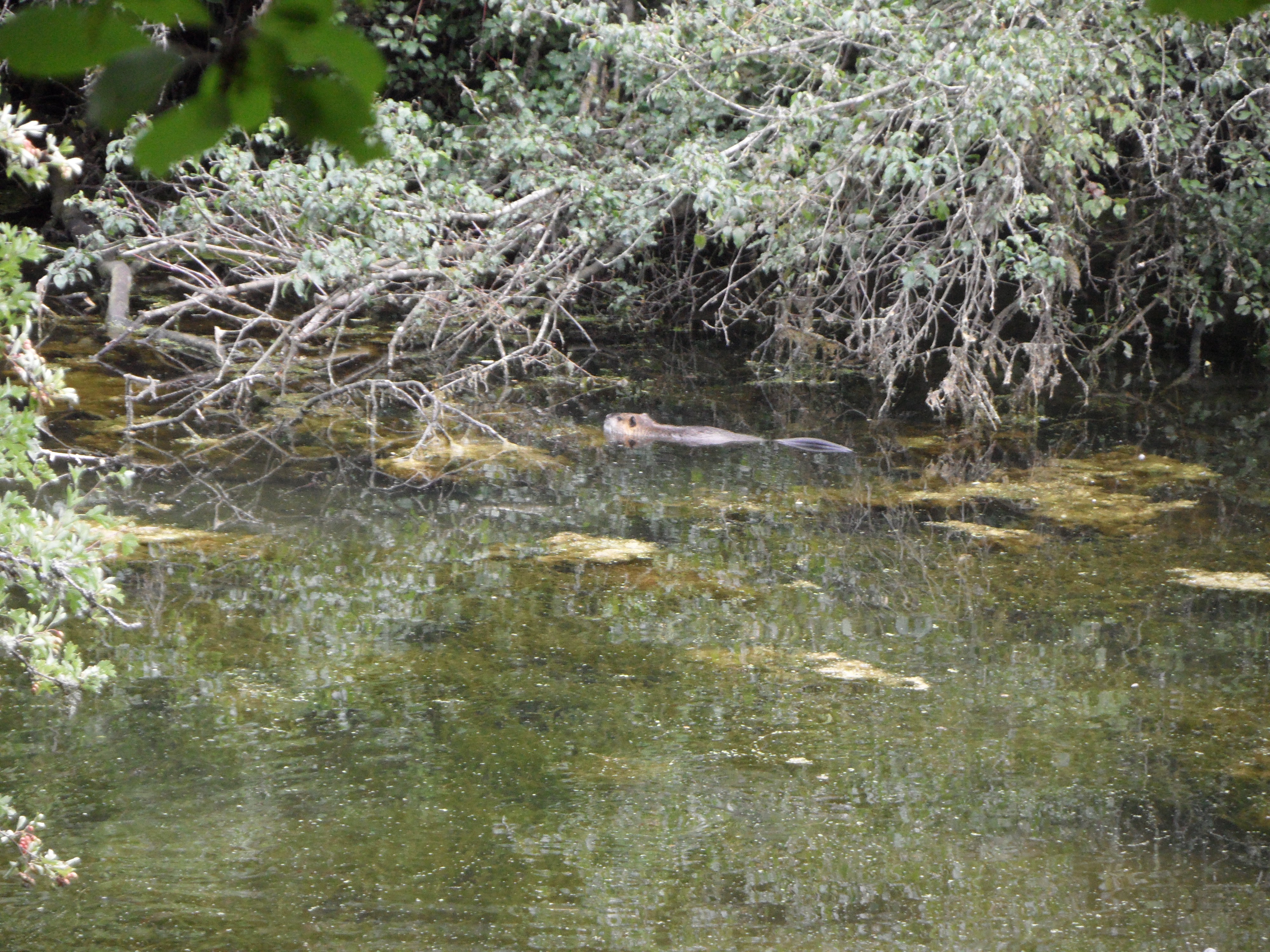 Sentier du Gour des Fontaines, Sougy-sur-Loire - photo 4