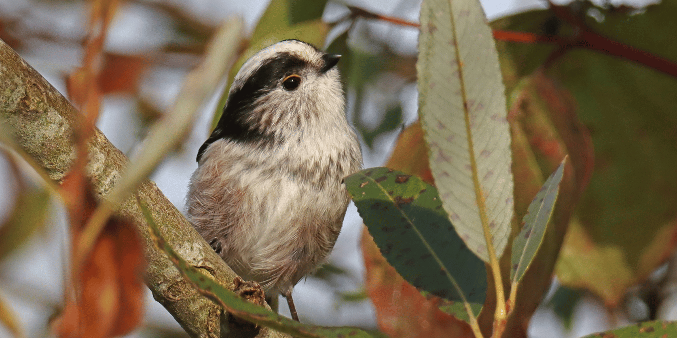 A la découverte des oiseaux et autres animaux autour de nous