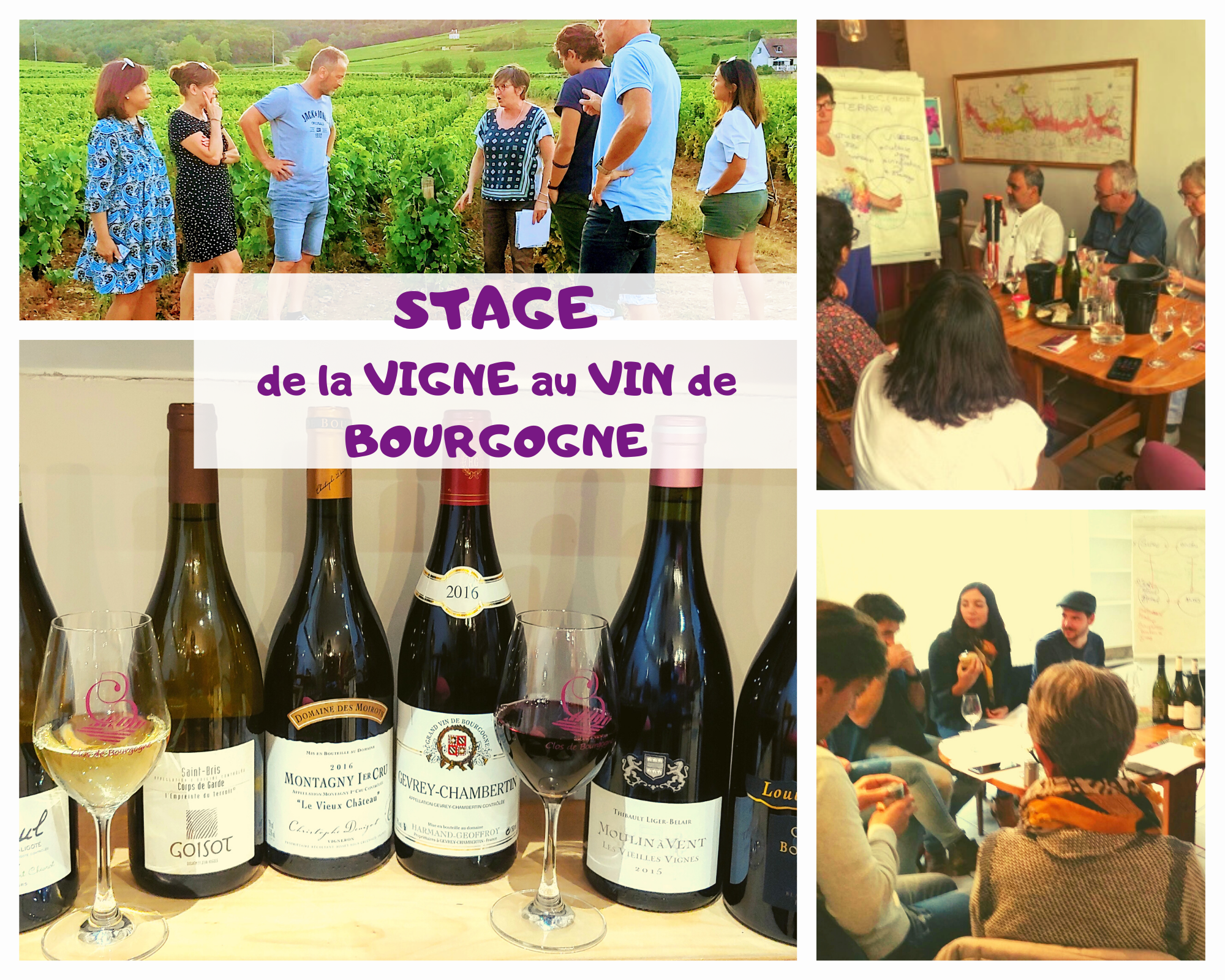 Stage  d’œnologie et dégustation des vins de Bourgogne