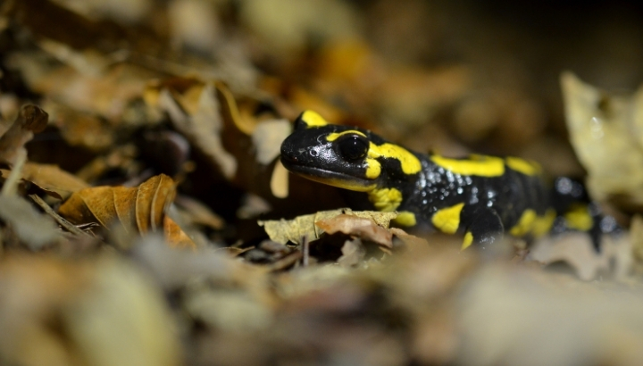 Sortie découverte et inventaire des amphibiens (Groupe Jeunes LPO)