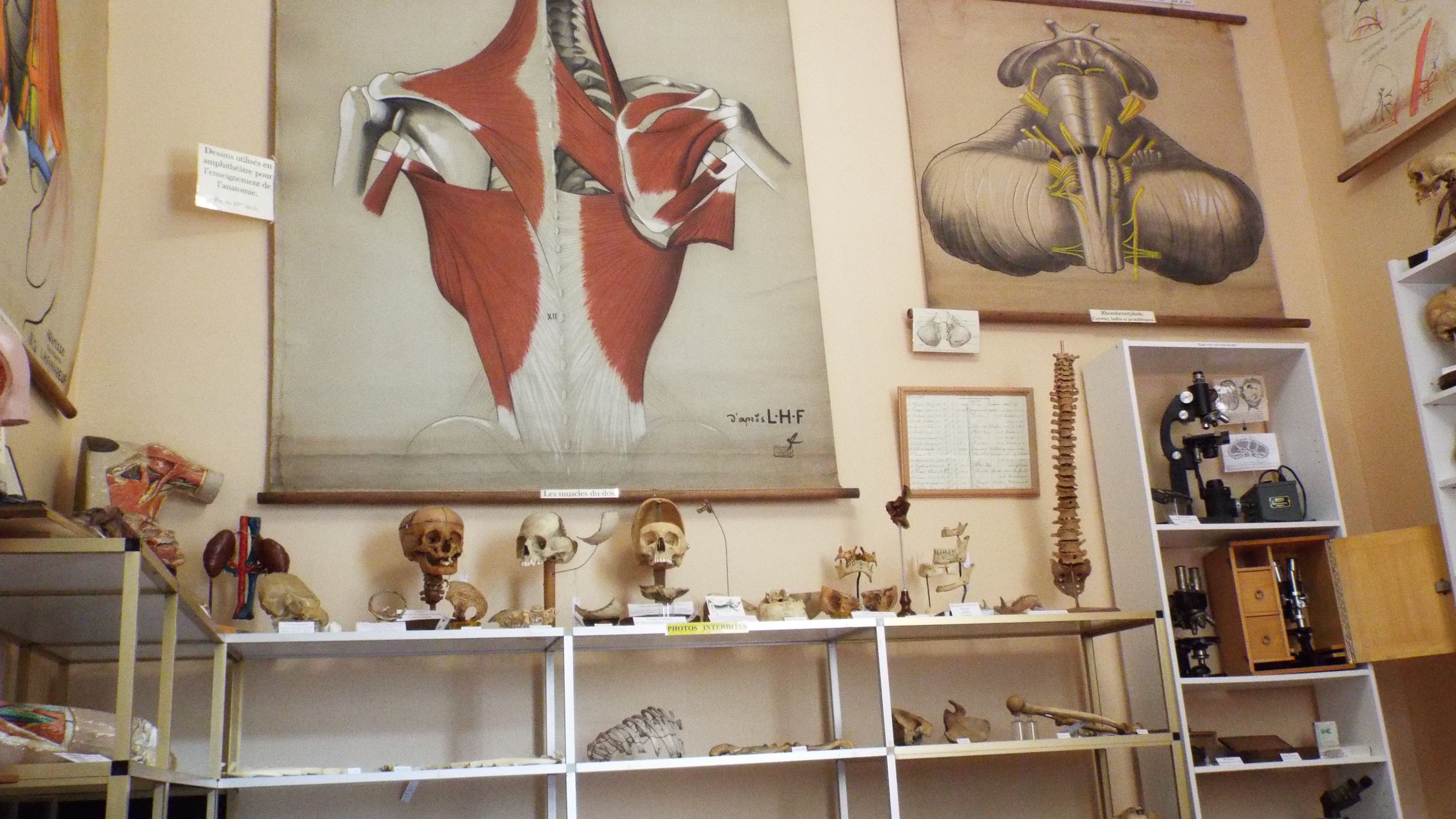 Salle d'anatomie©Musée de la Chirurgie Pr Christian Cabrol