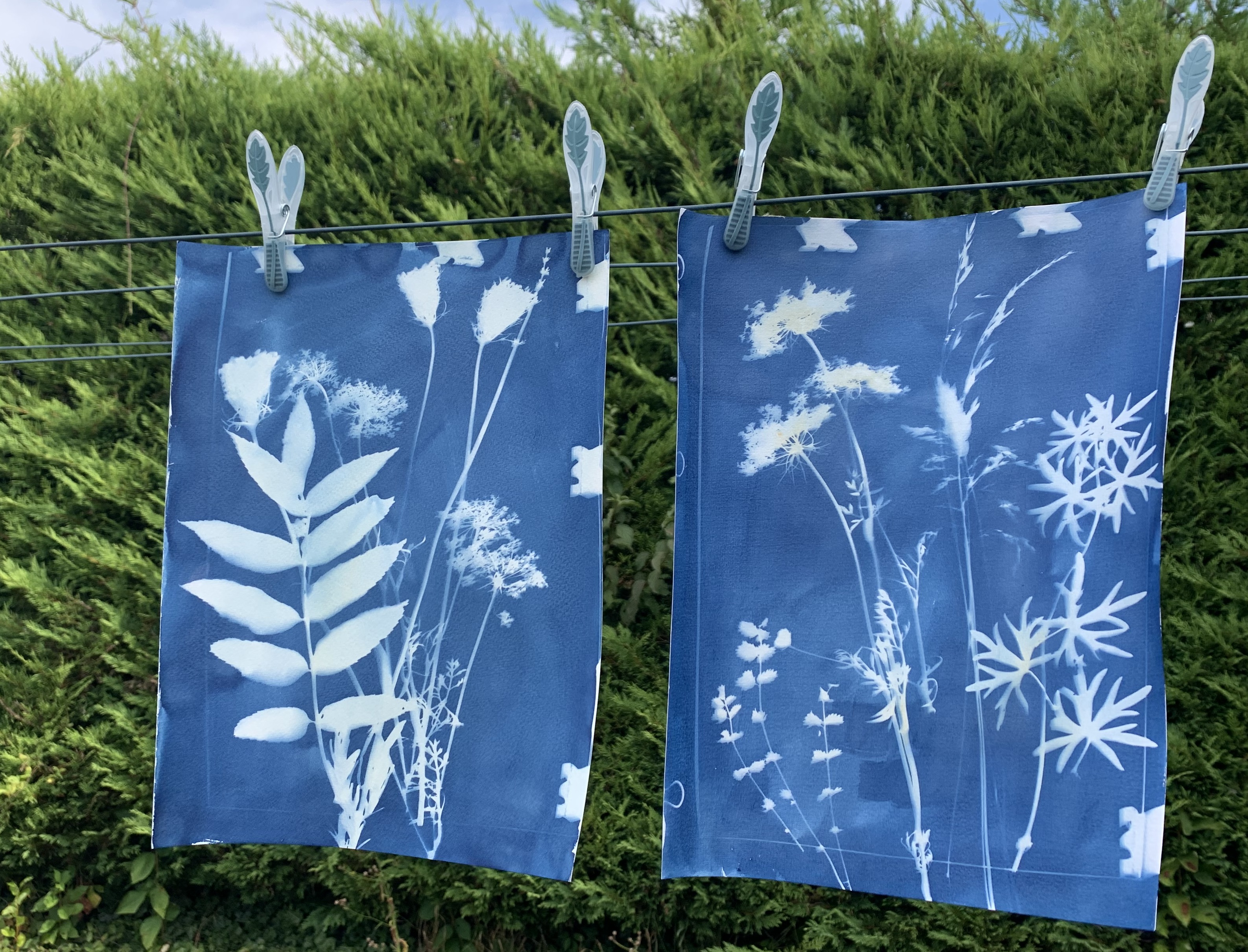 Herbier cyanotype