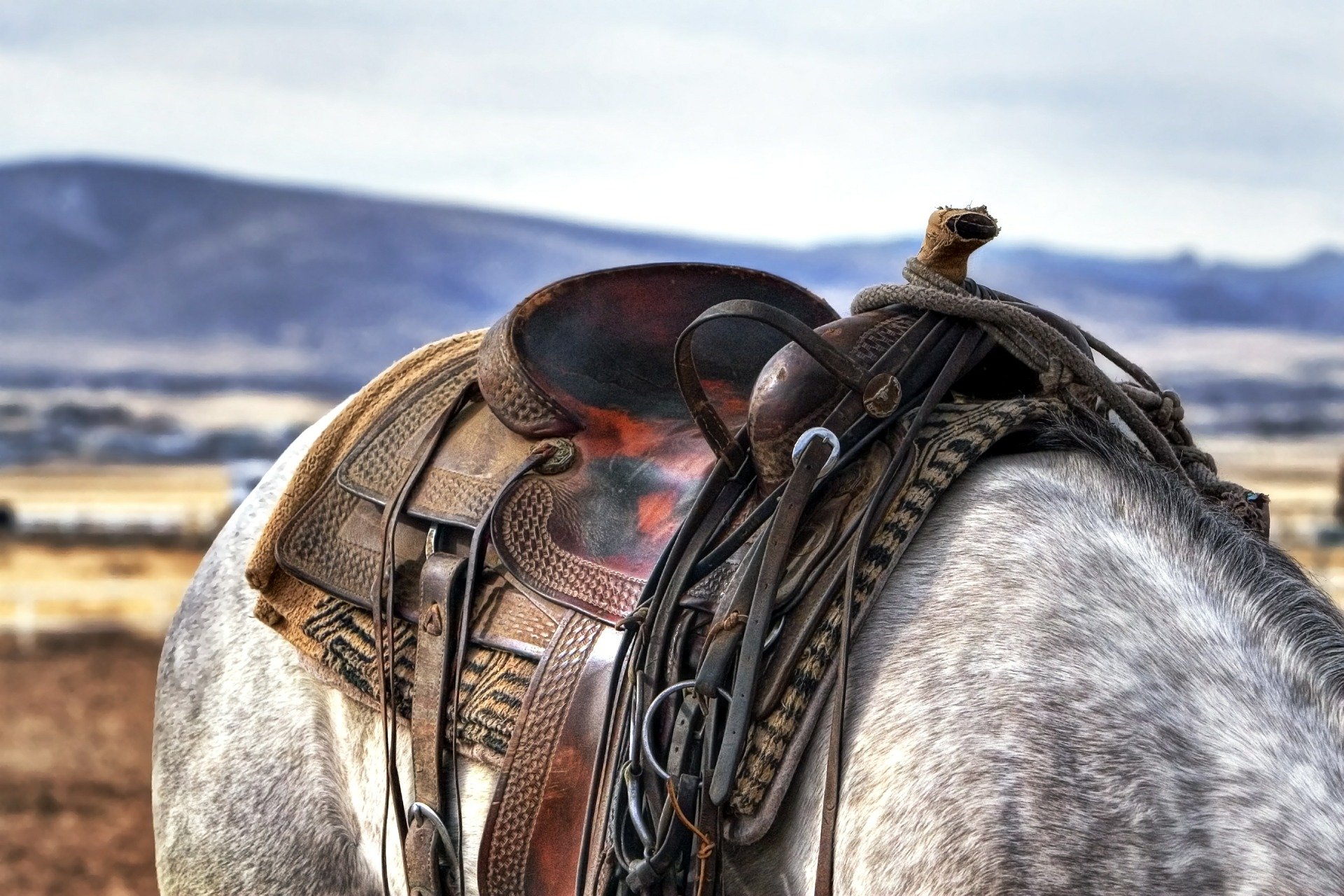 Randonnée à cheval : Randonnée printanière dans les bocages