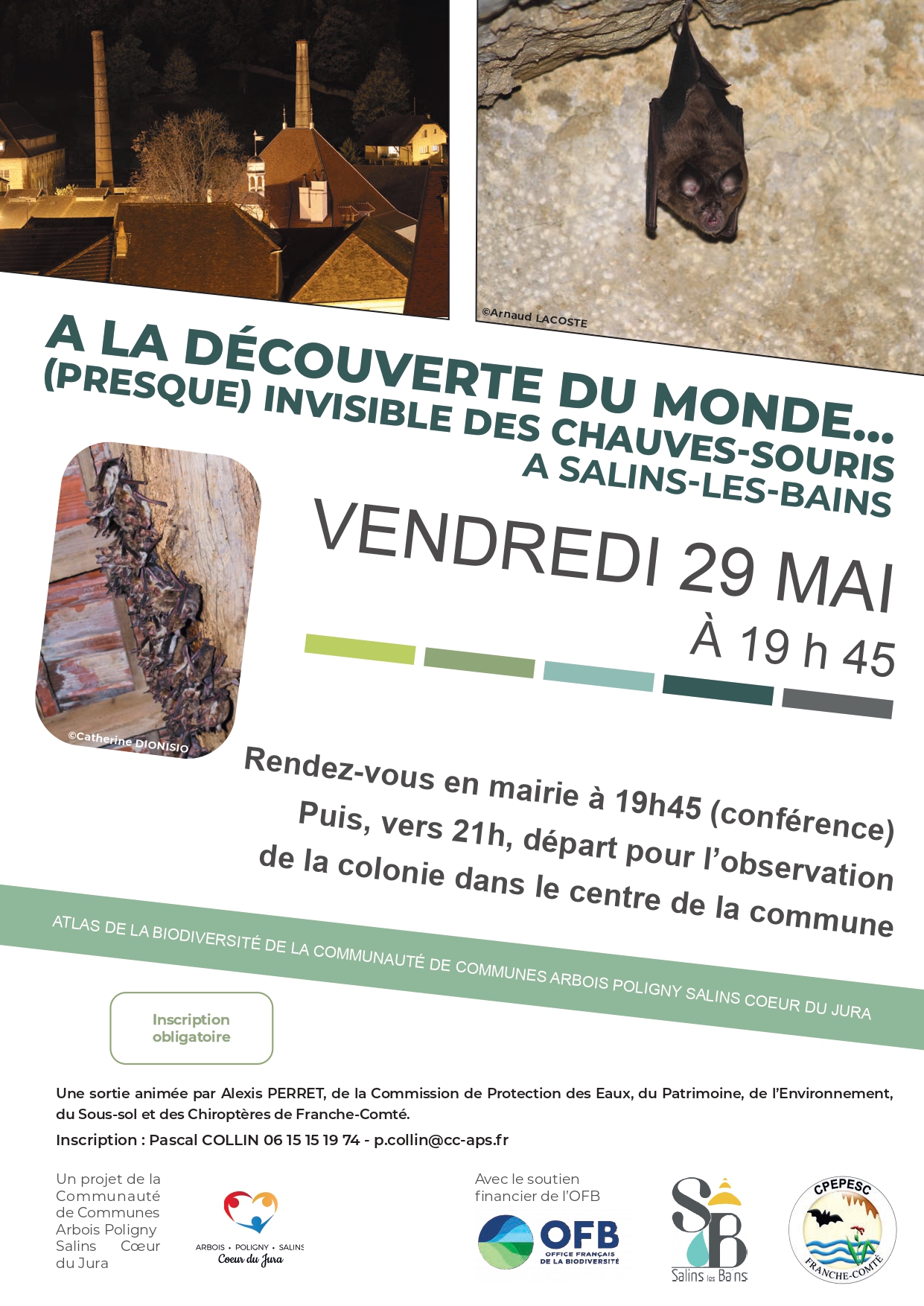 Le monde chauves-souris