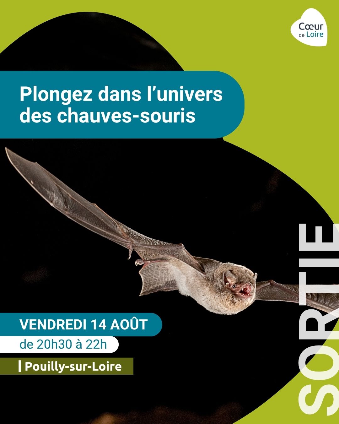Sortie "Plongez dans l'univers des chauves-souris"