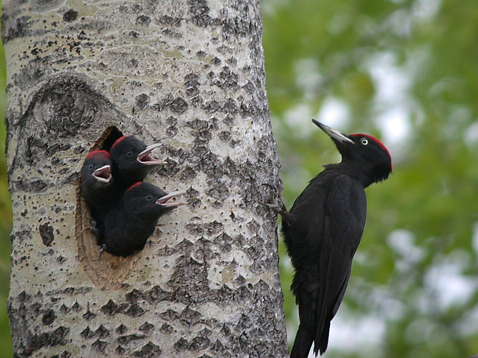 Sortie nature - Oiseaux des forêts