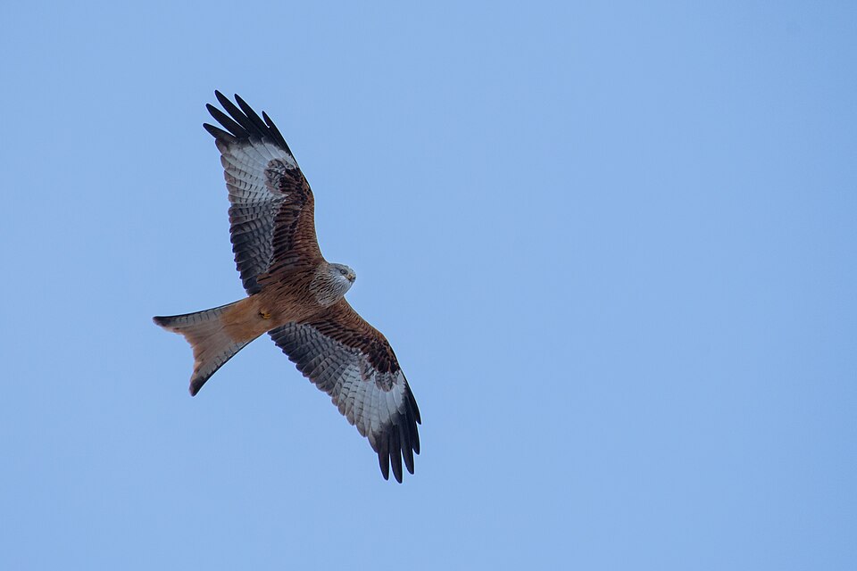 Sortie nature - Rapaces du Haut-Doubs