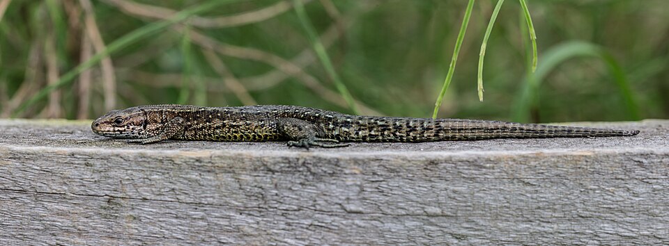 Sortie nature - Reptiles du Haut-Doubs
