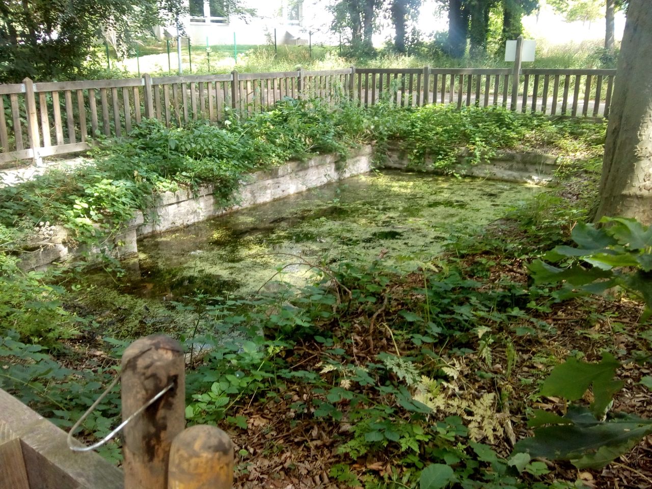 Source du Bois du Ru de Pouilly, avant la restauration - 27.06.2021 - Arborescence