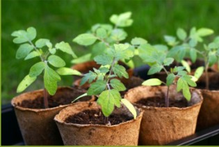 Troc de plantes de printemps
