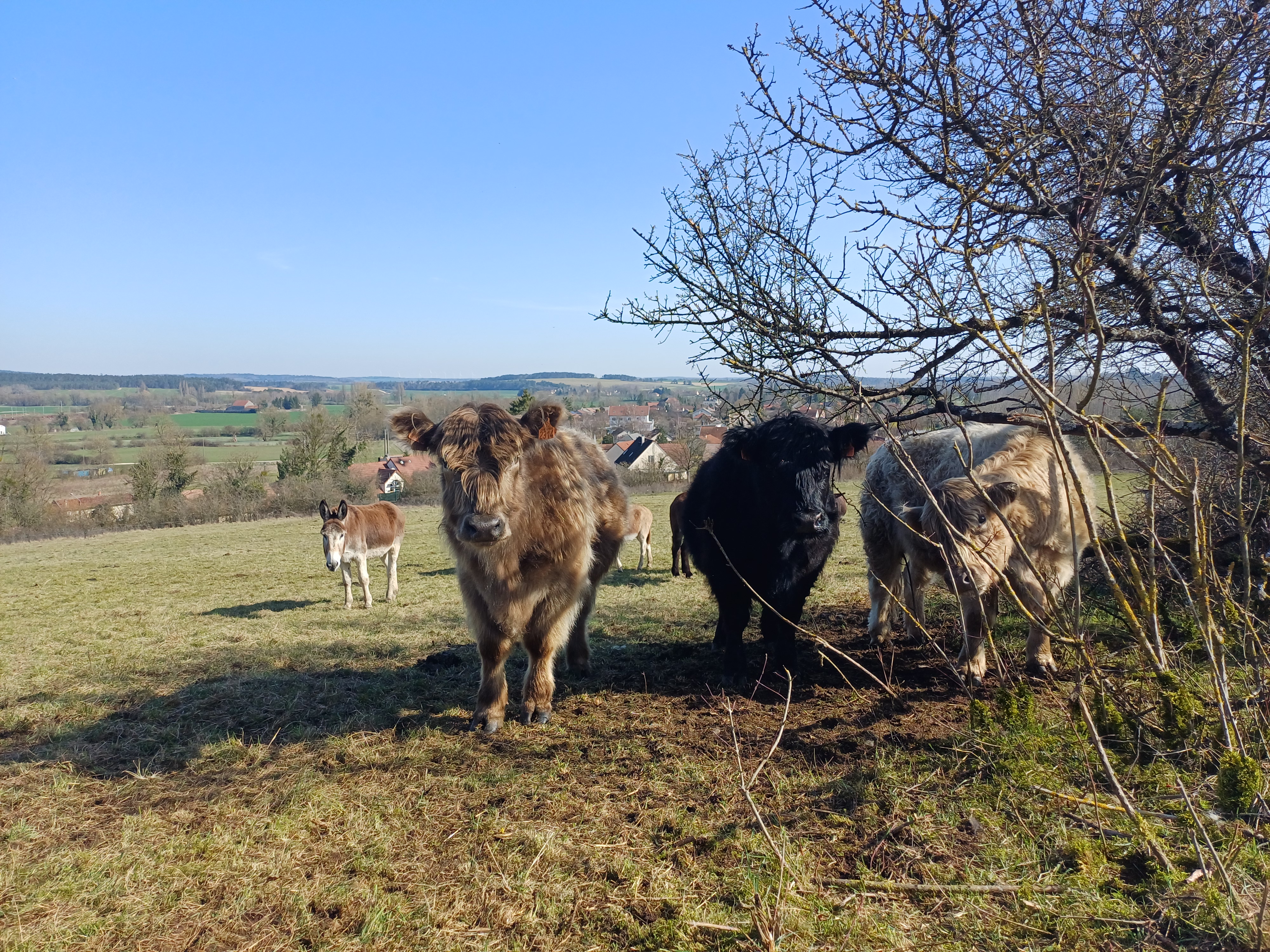 Rencontre avec notre troupeau, Saint Romain - La Rochepot
