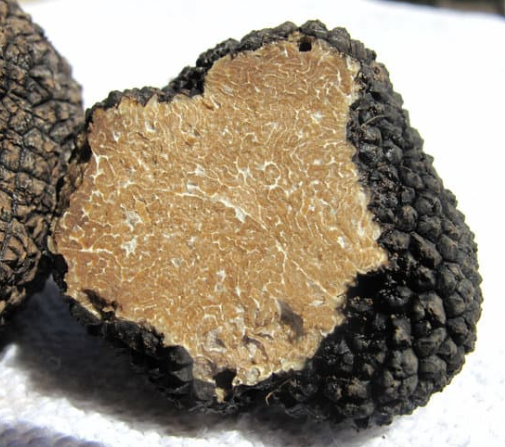 TRUFFE_BOURGOGNE_CANVA
