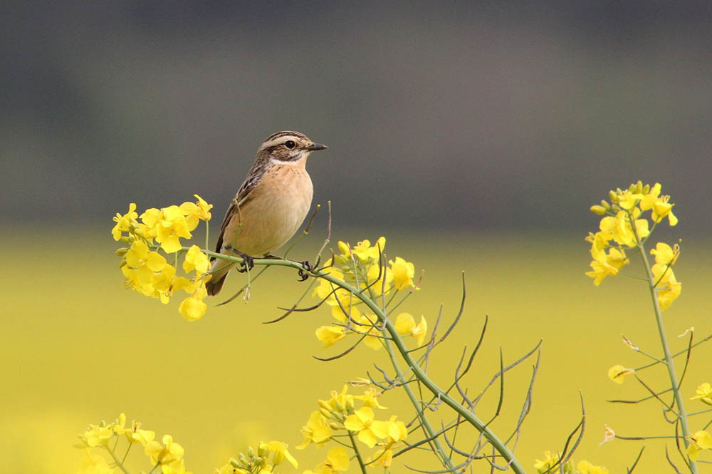 Oiseaux et flore printanière