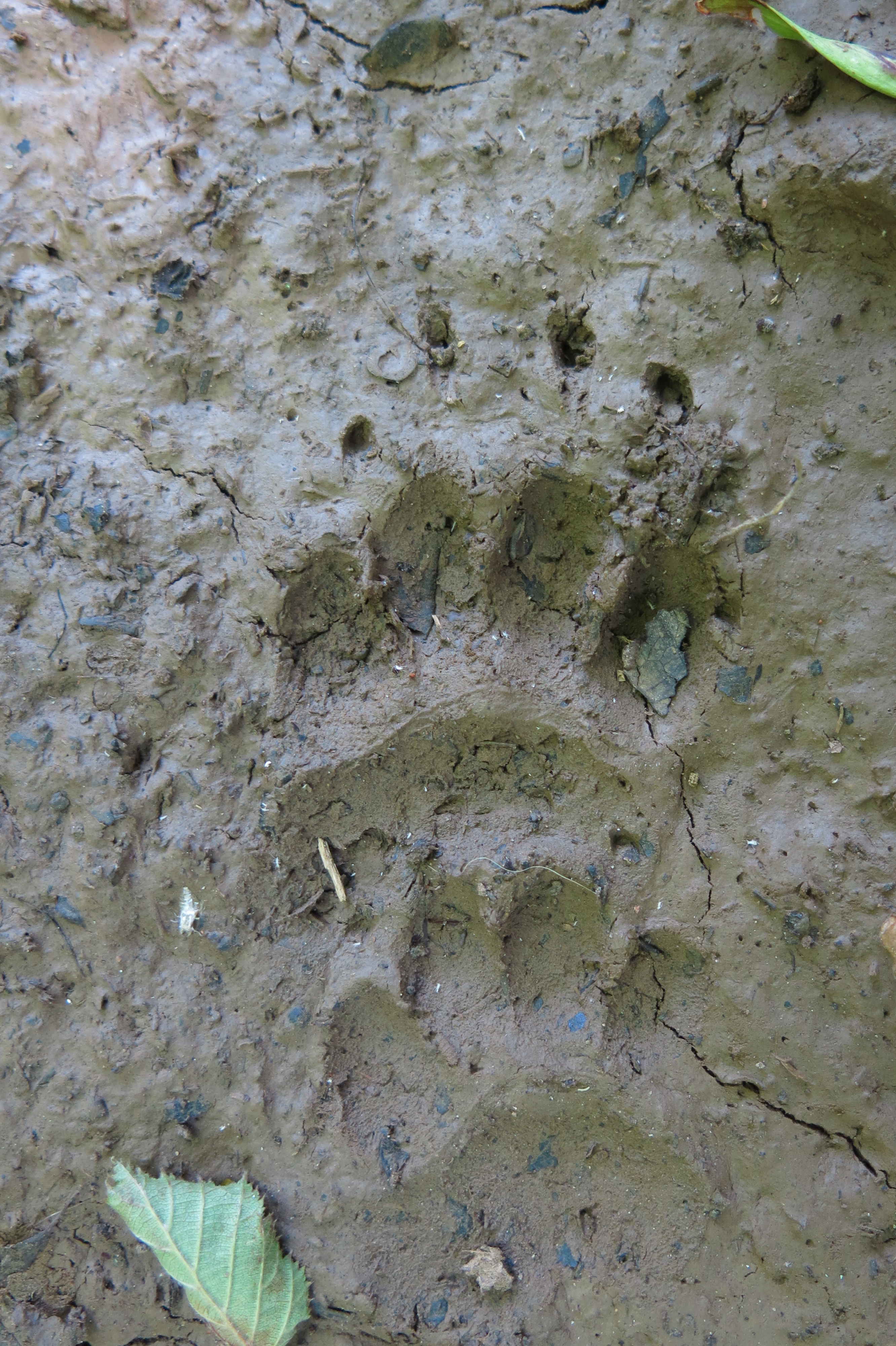 Traces et empreintes, blaireau, randonnée nature, Bourgogne