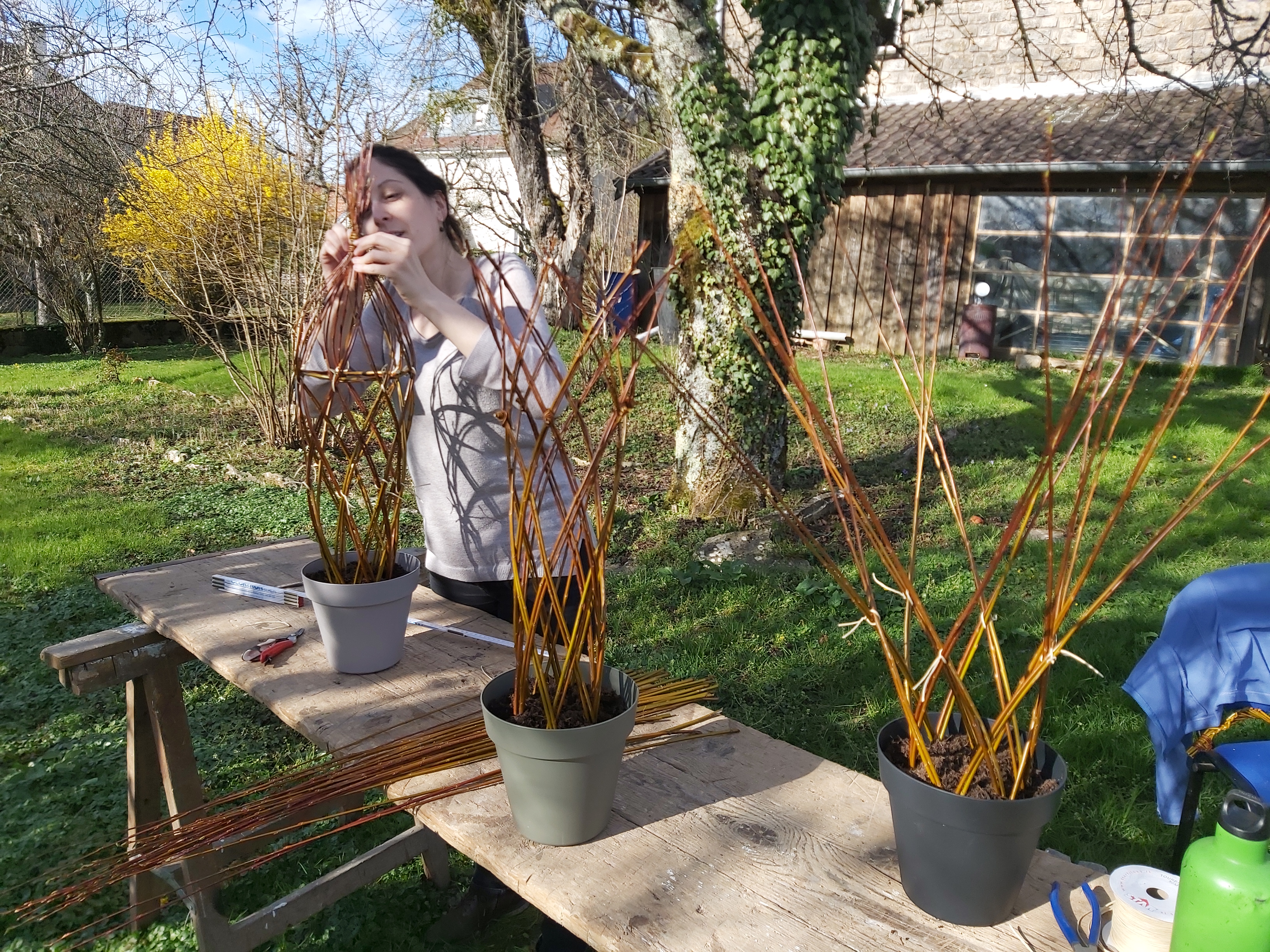 Tressage d'osier vivant (1)