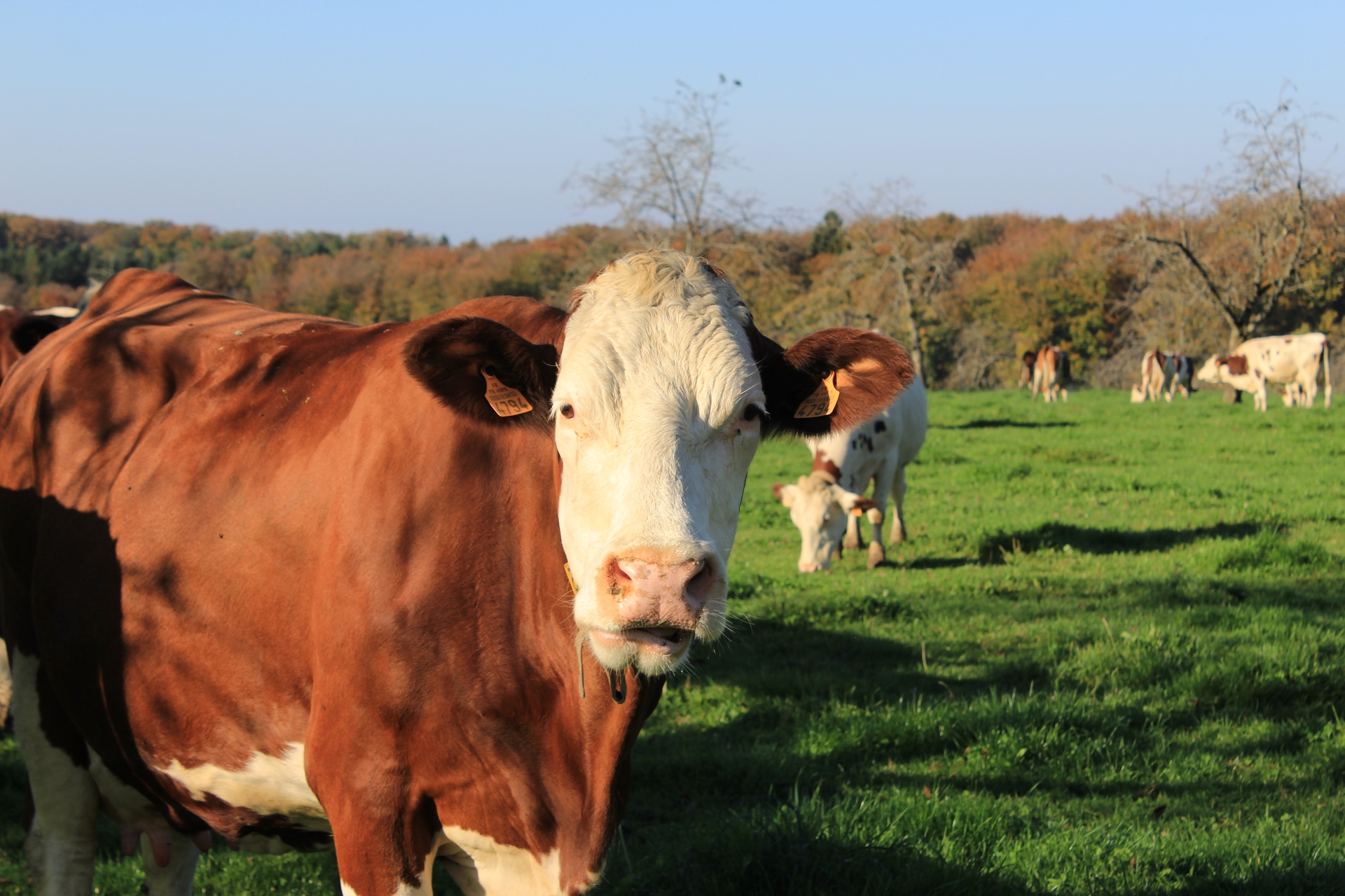 Foire agricole de Saint-Bresson