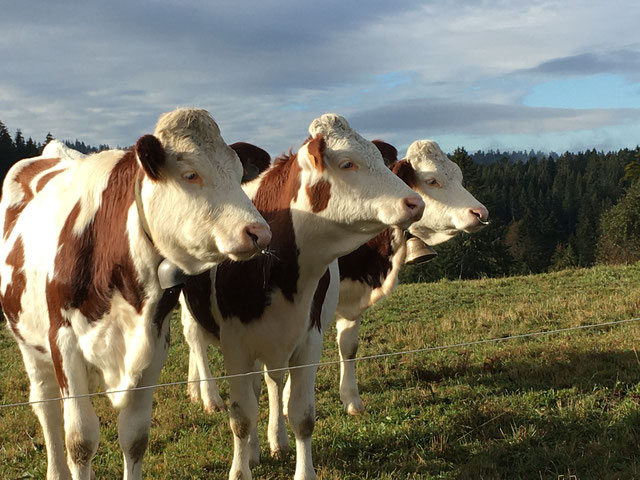 Vaches
