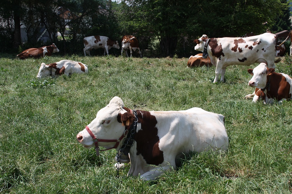 COMICE AGRICOLE DU PAYS HORLOGER_1