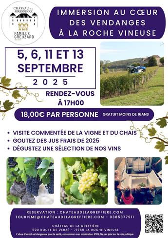 Immersion au coeur des vendanges