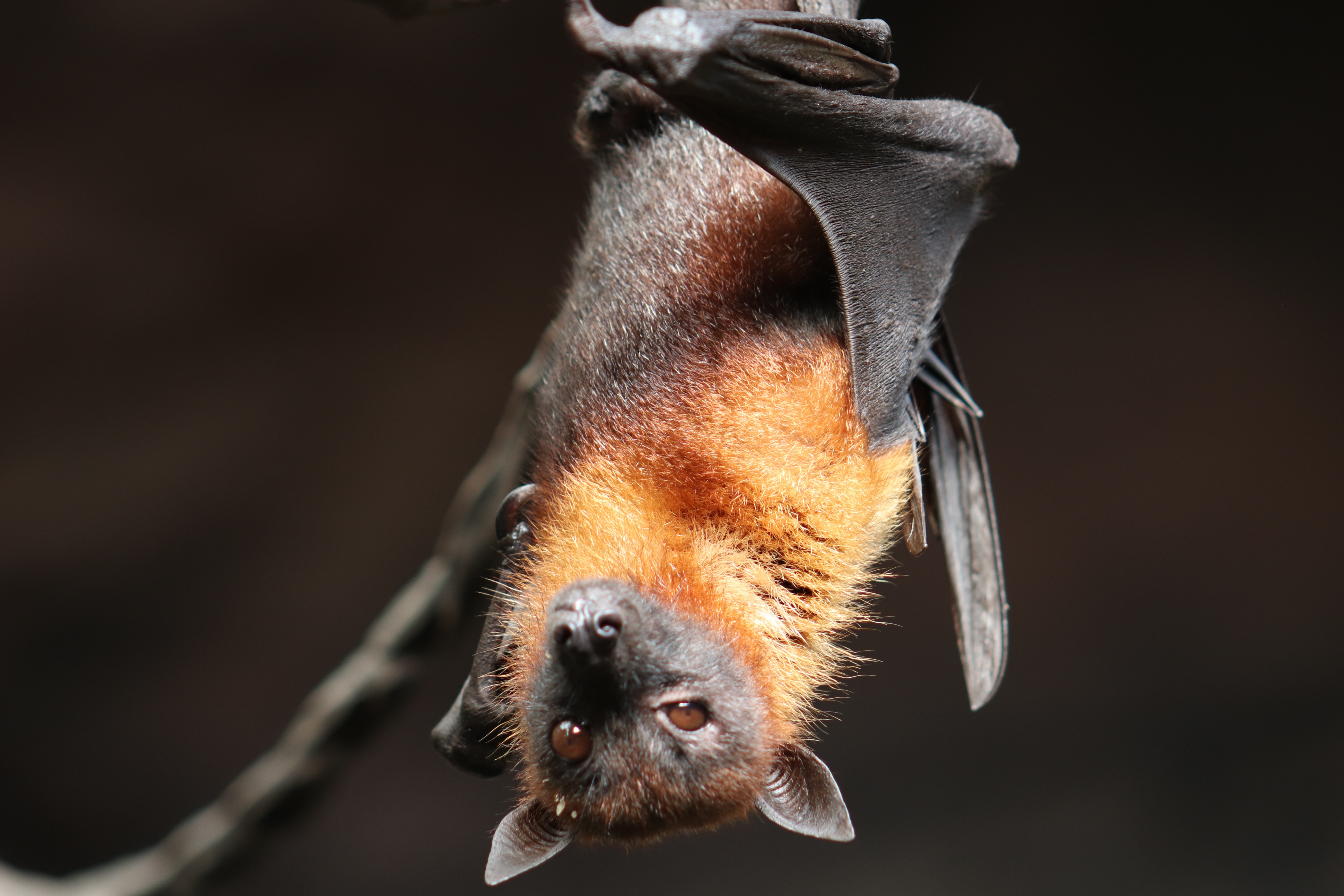 Exposition : La vie tumultueuse des chauves-souris