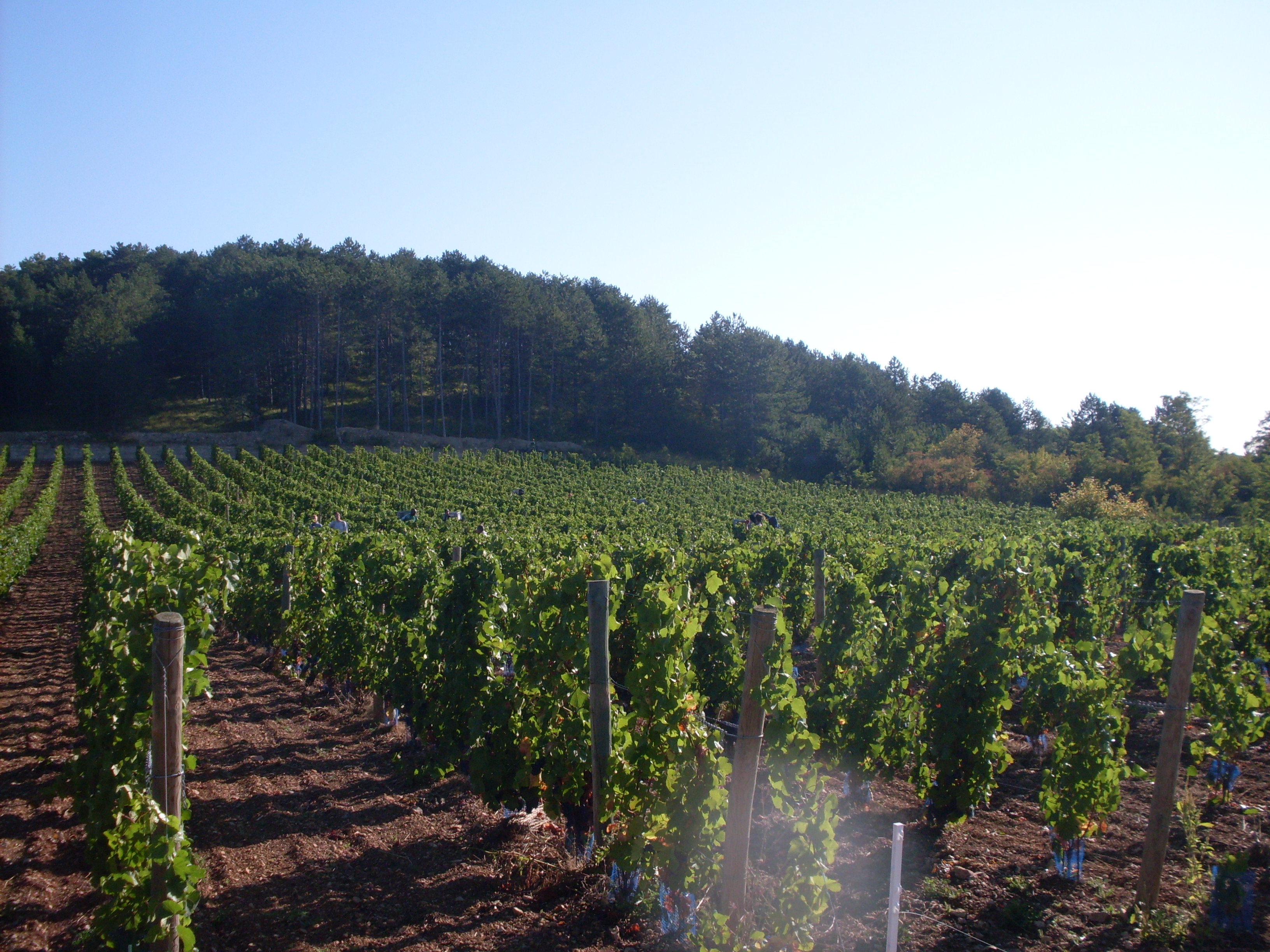 Vigne de Talant