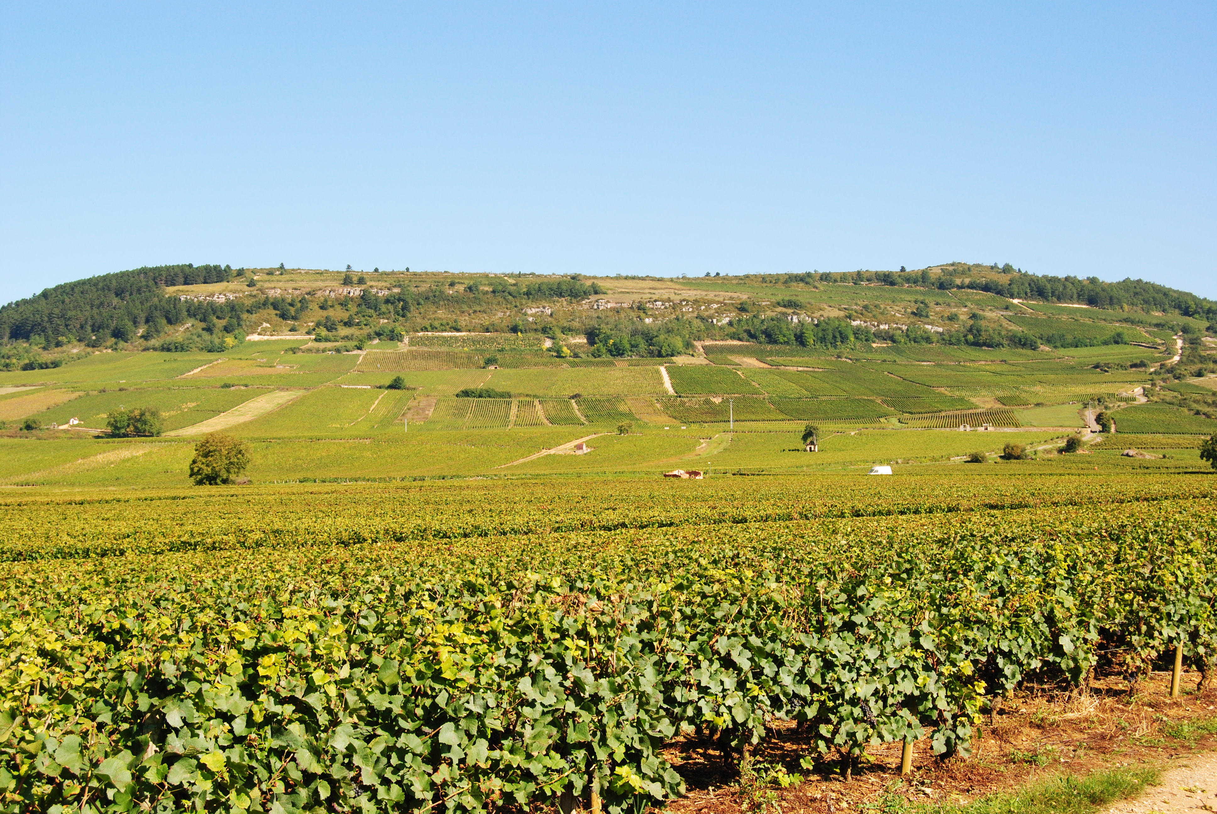 Vignoble des Maranges