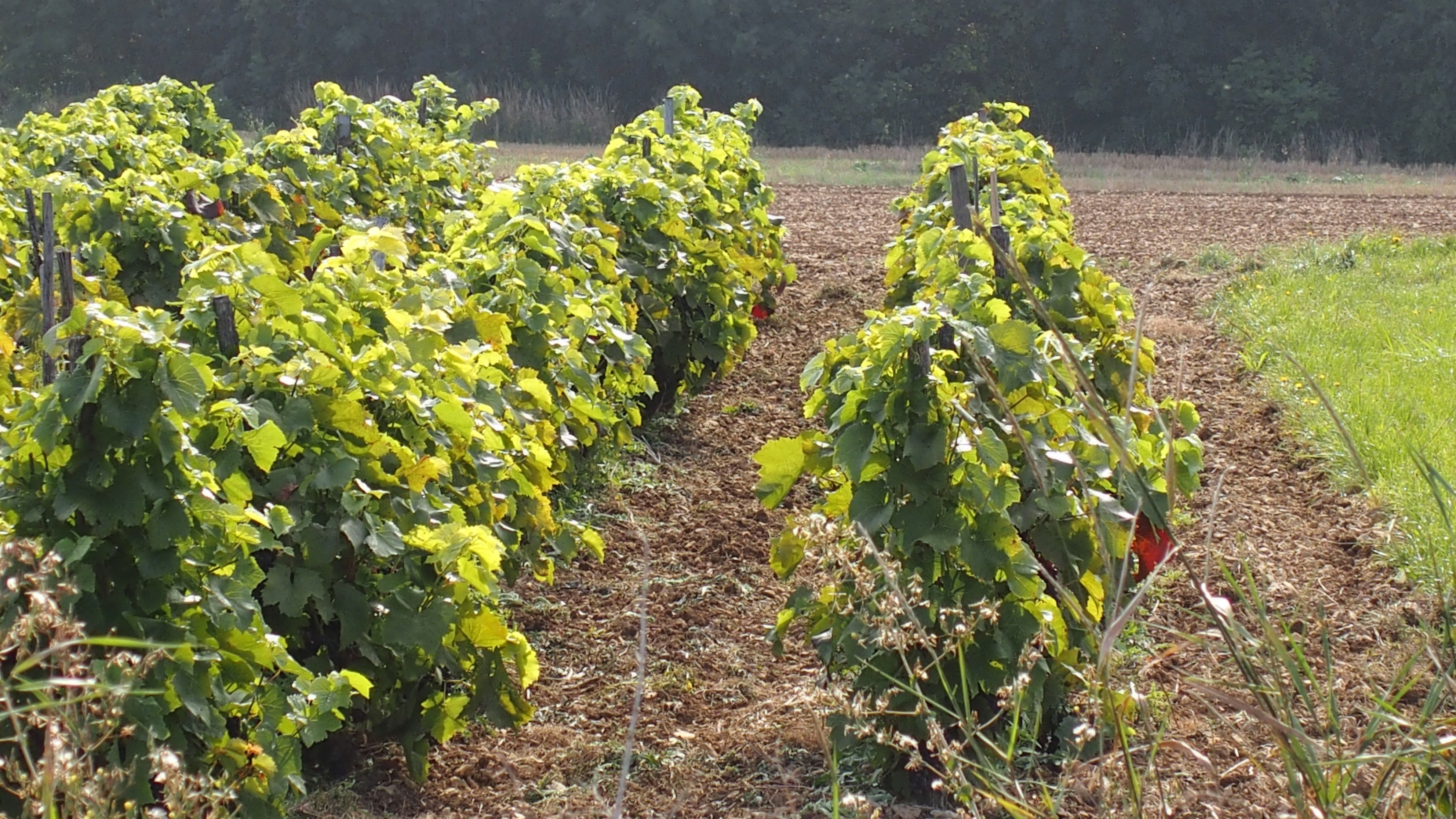 Randonnée des vignes à Taingy