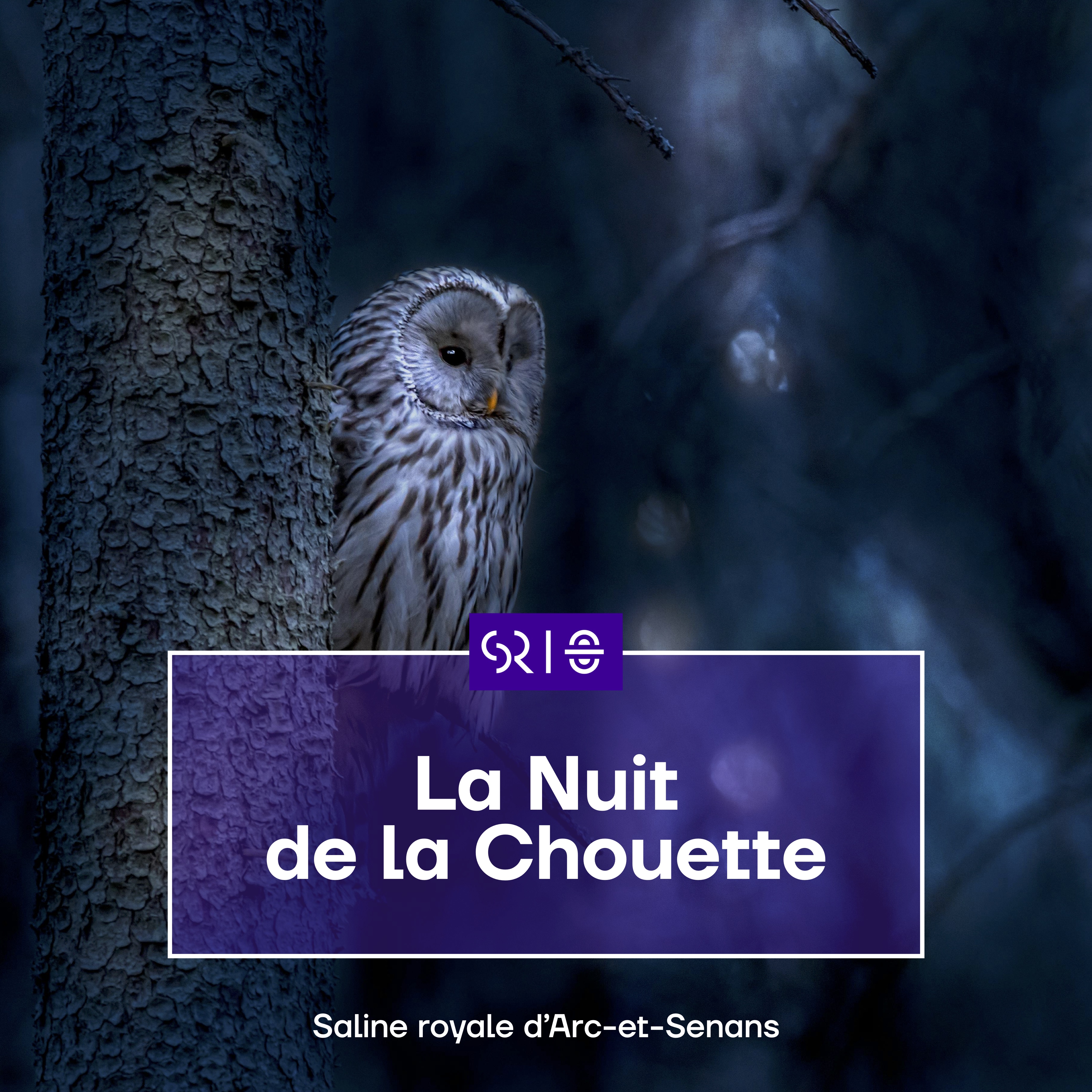 Vignette nuit chouette