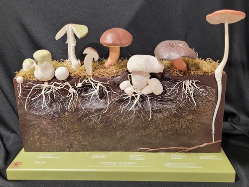 Visuel atelier famille En forme les champignons