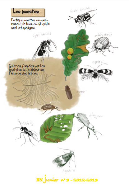 Visuel fourmis