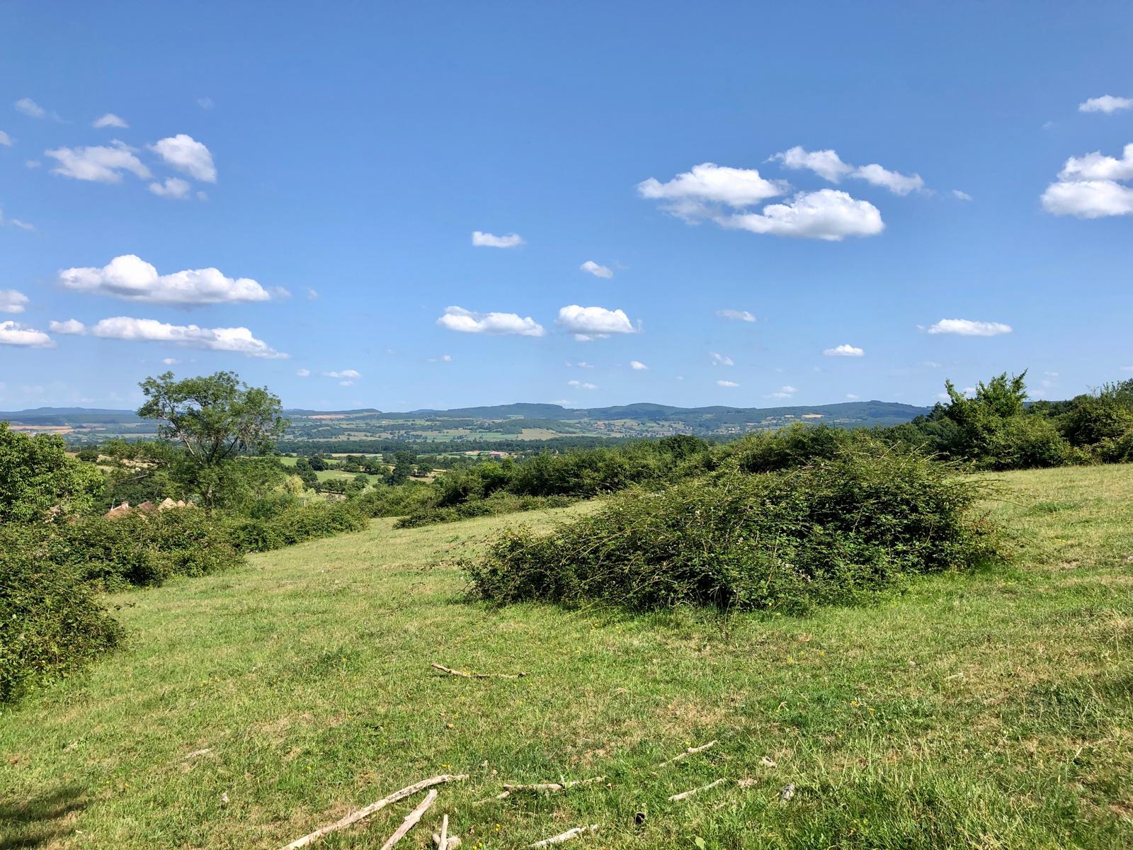 Sorties botanique à la découverte des orchidées de Montagny des arbres de Pézanin