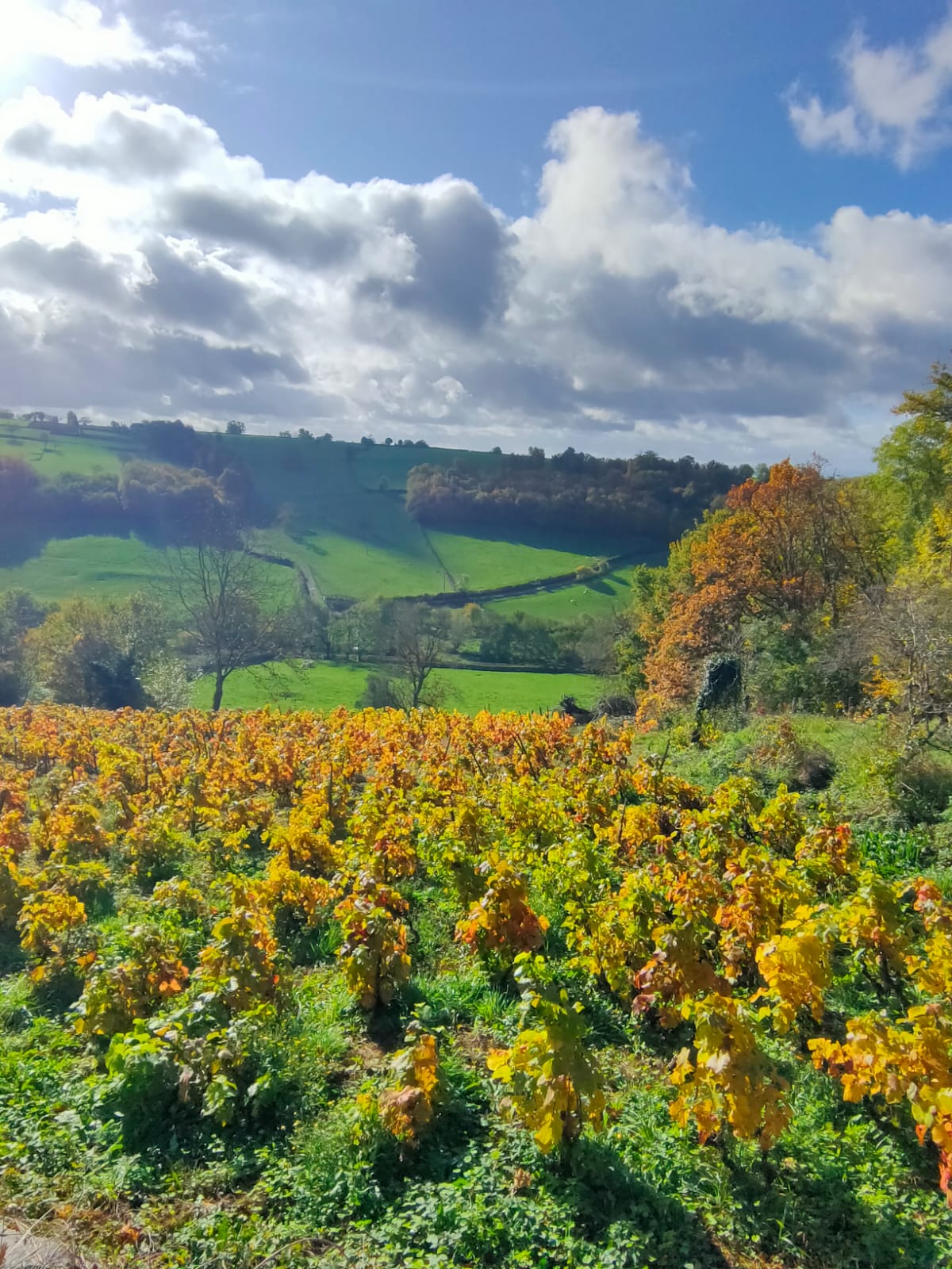 Marche des 7 Collines