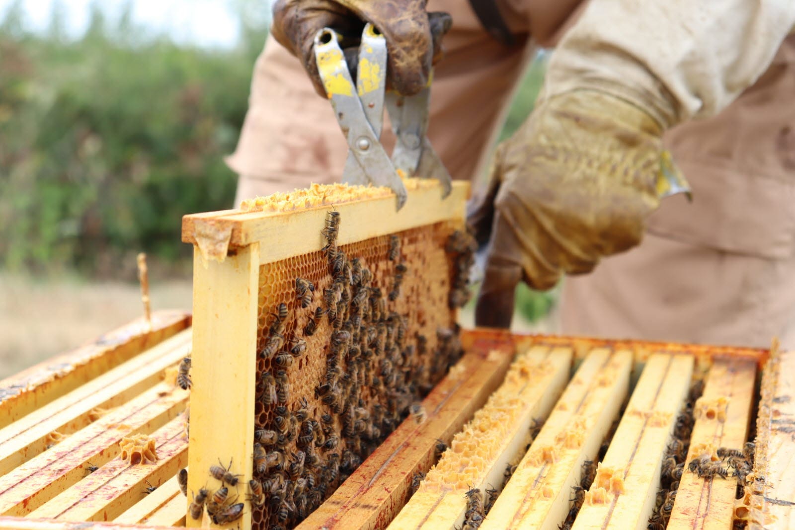 Stage d'initiation à l'apiculture