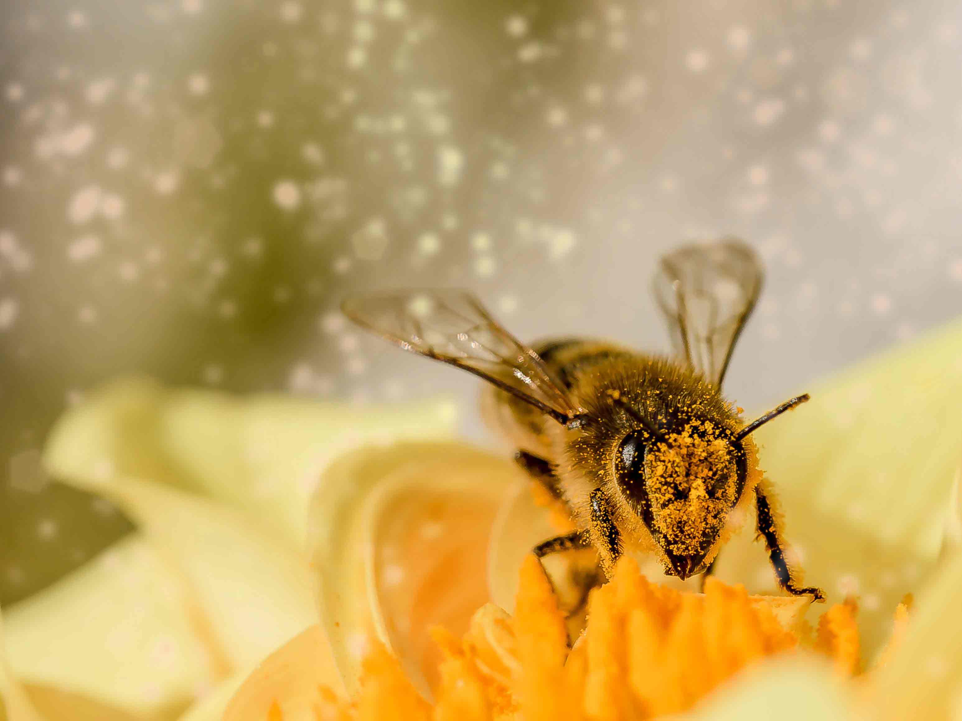 abeille